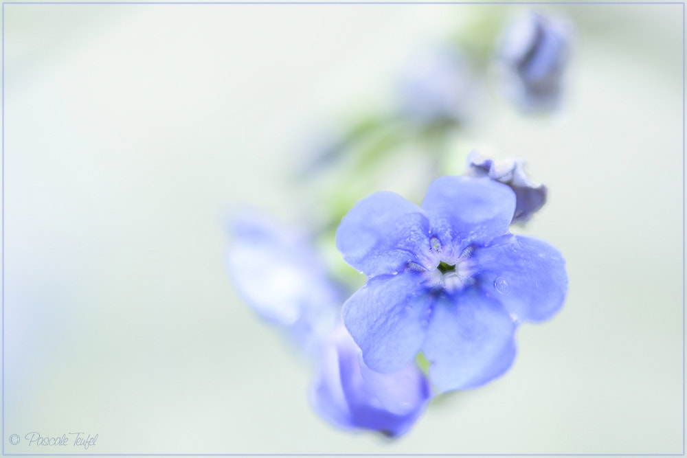 Sigma 150mm F2.8 EX DG Macro HSM sample photo. The tear of the forget me not 勿忘我  on mother's day photography