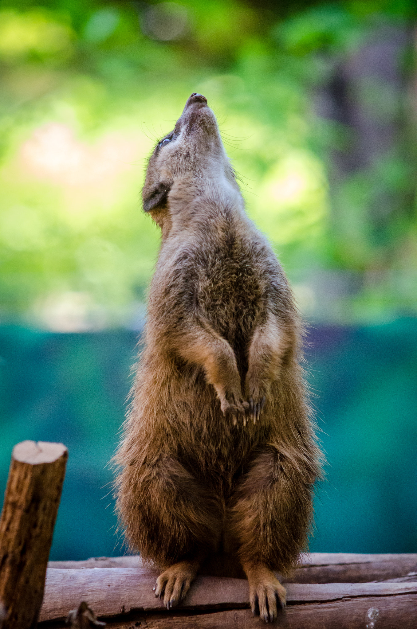 Nikon D7000 + Sigma 50-150mm F2.8 EX APO DC HSM sample photo. Zoo heidelberg photography