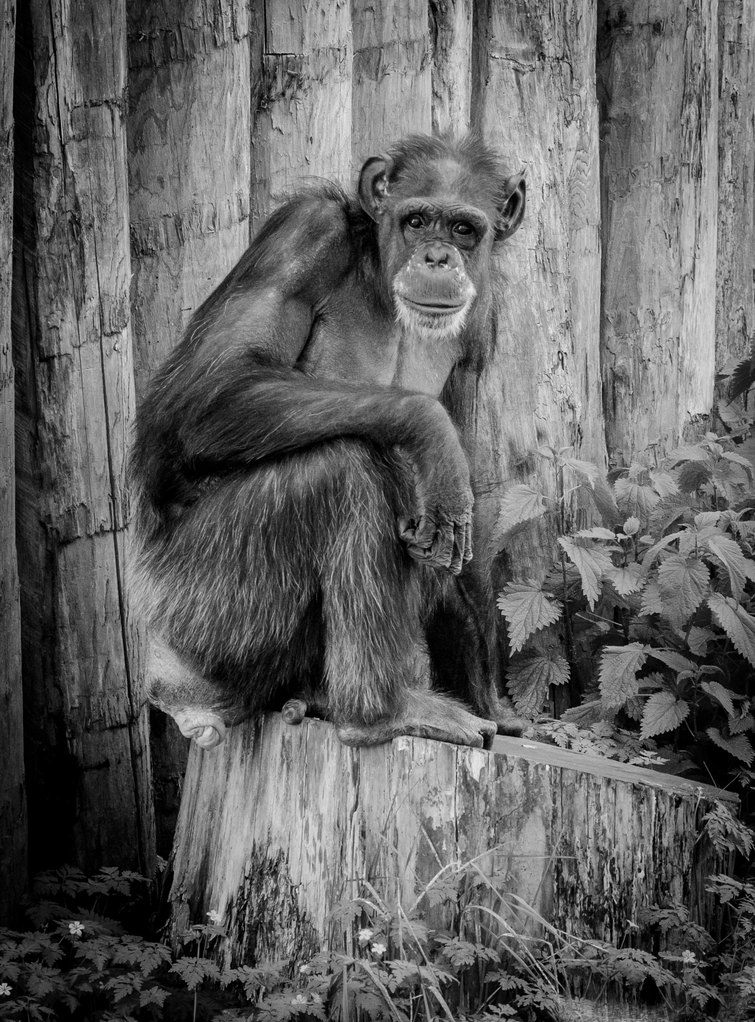 Sigma 50-150mm F2.8 EX APO DC HSM sample photo. Zoo heidelberg photography