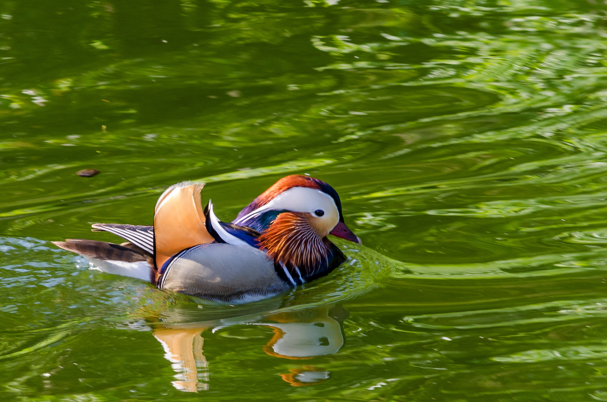 Nikon D7000 + Sigma 50-150mm F2.8 EX APO DC HSM sample photo. Zoo heidelberg photography