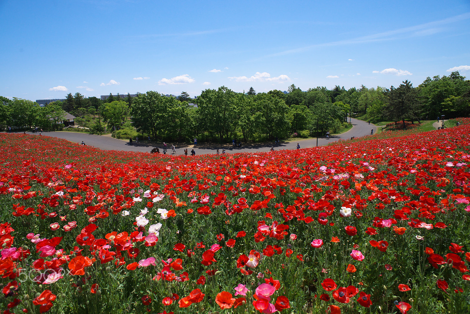 Nikon D600 sample photo. Poppy hill photography