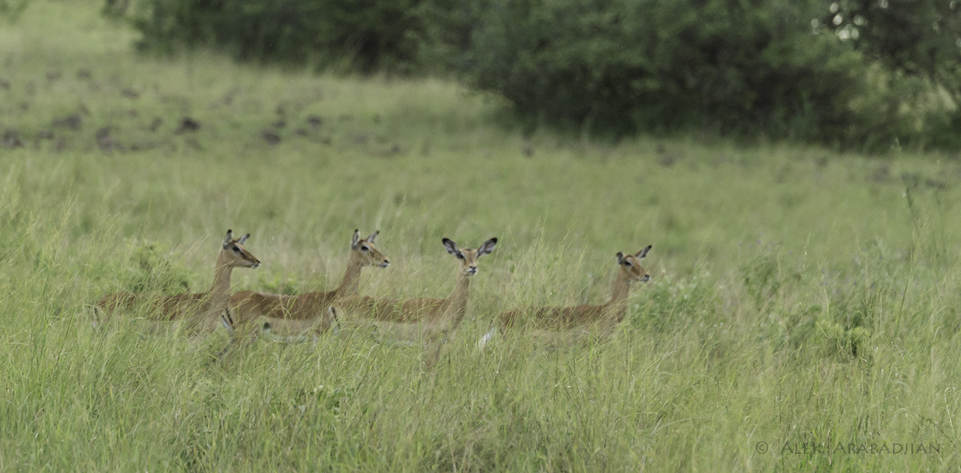 Nikon D4S sample photo. Four sisters photography