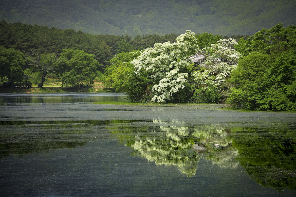 Nikon D3X sample photo. 위양지 photography