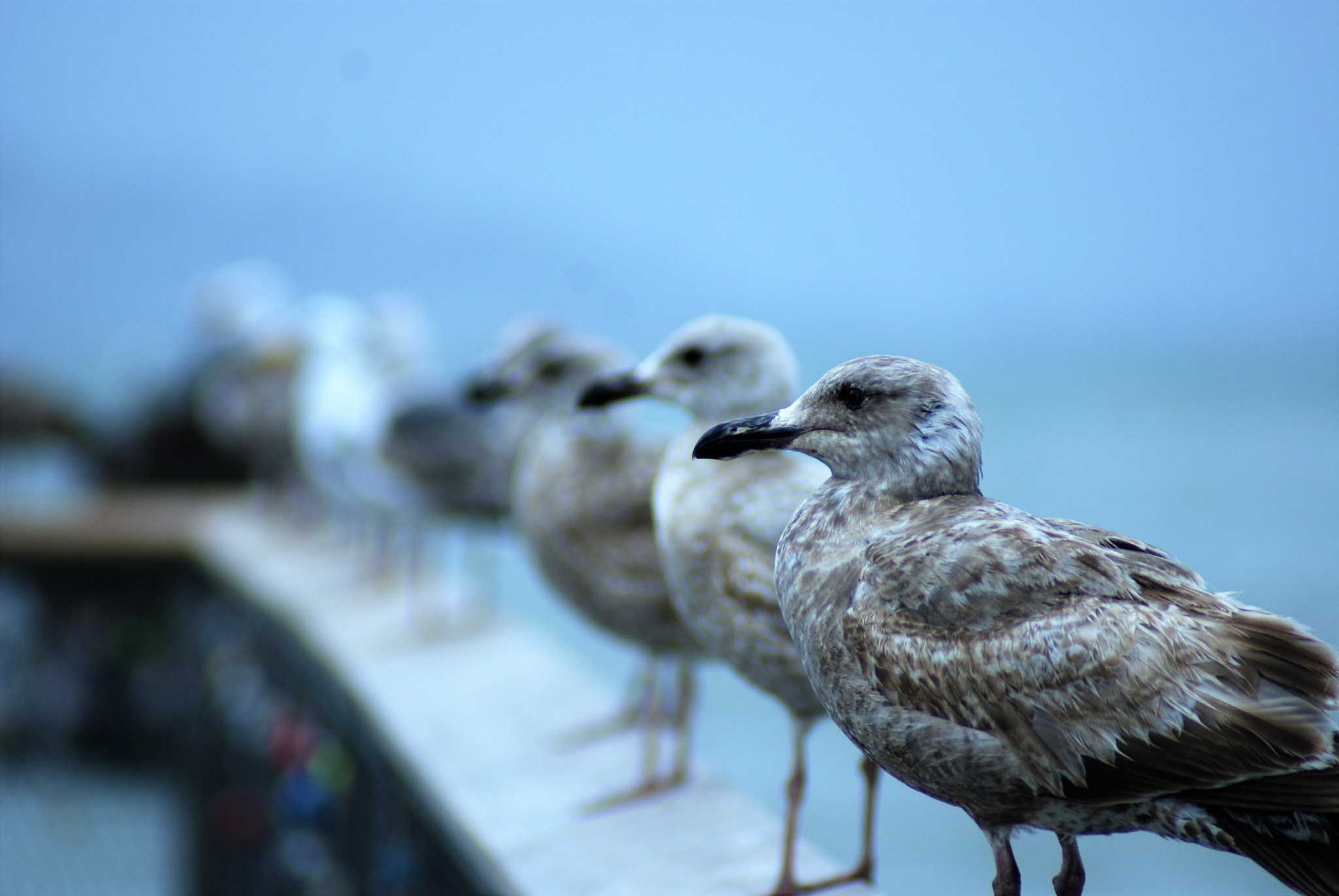 Sony Alpha DSLR-A300 sample photo. Seagulls photography