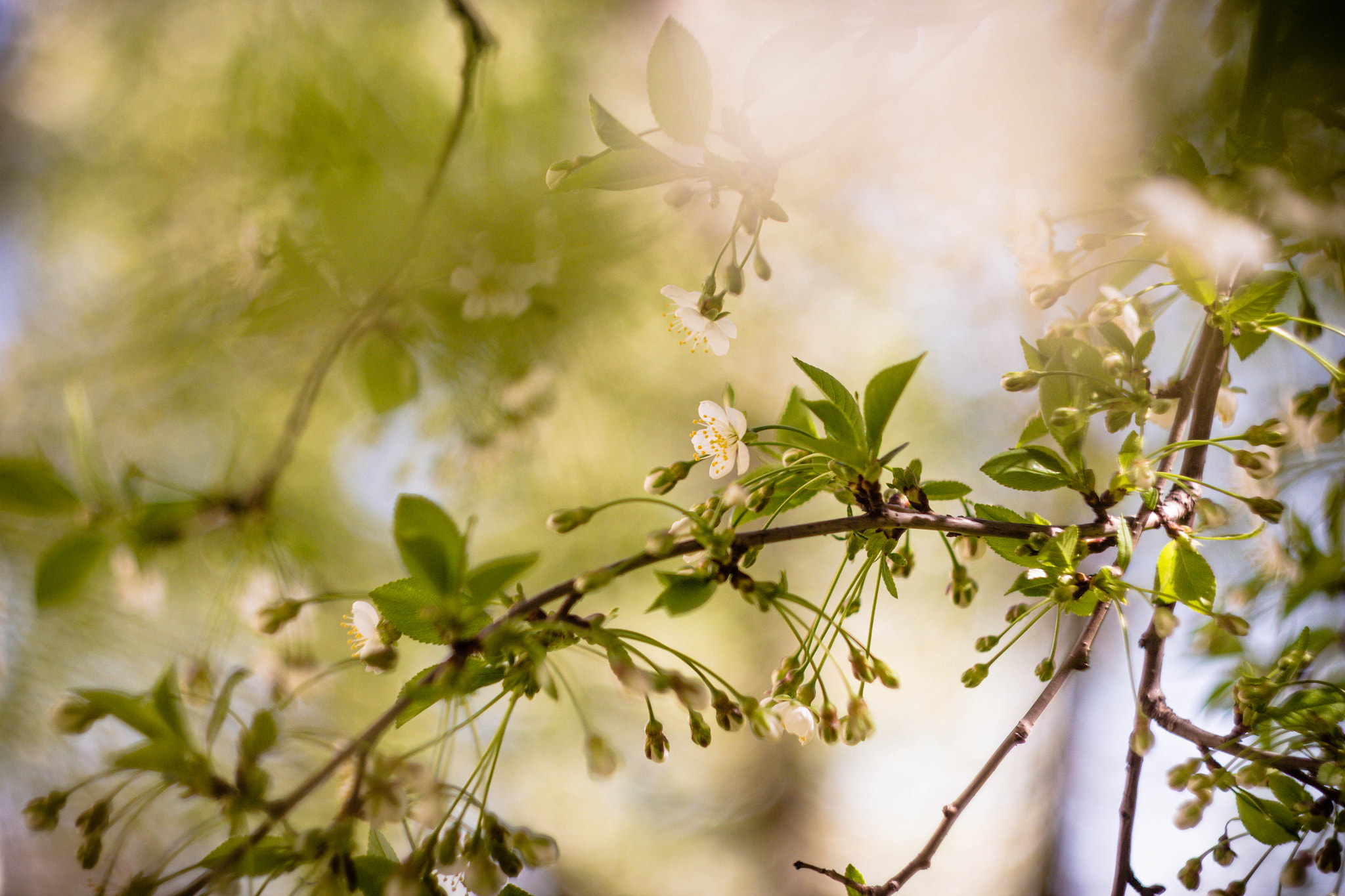 Canon EF 35-80mm f/4-5.6 sample photo