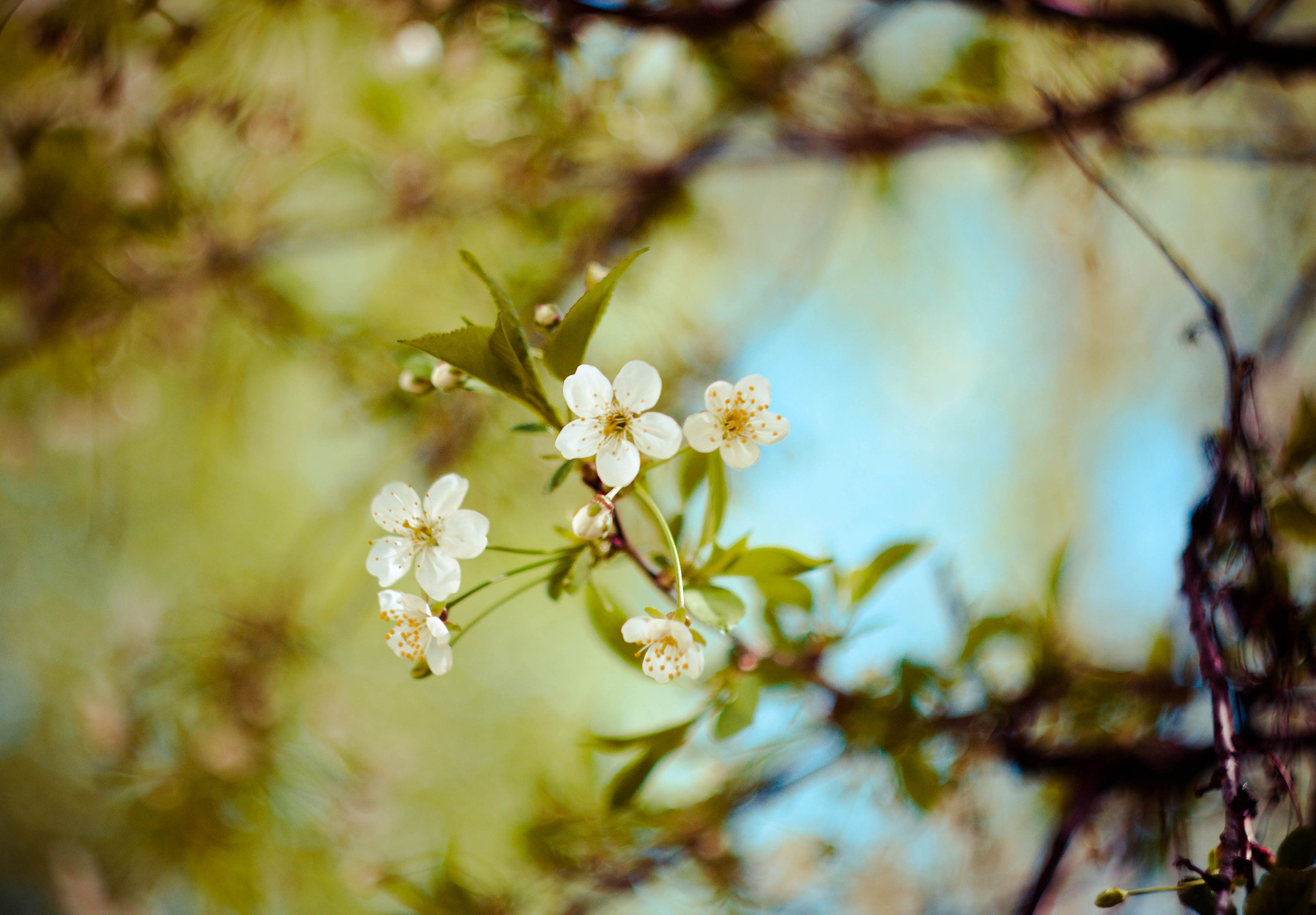 Canon EF 35-80mm f/4-5.6 sample photo