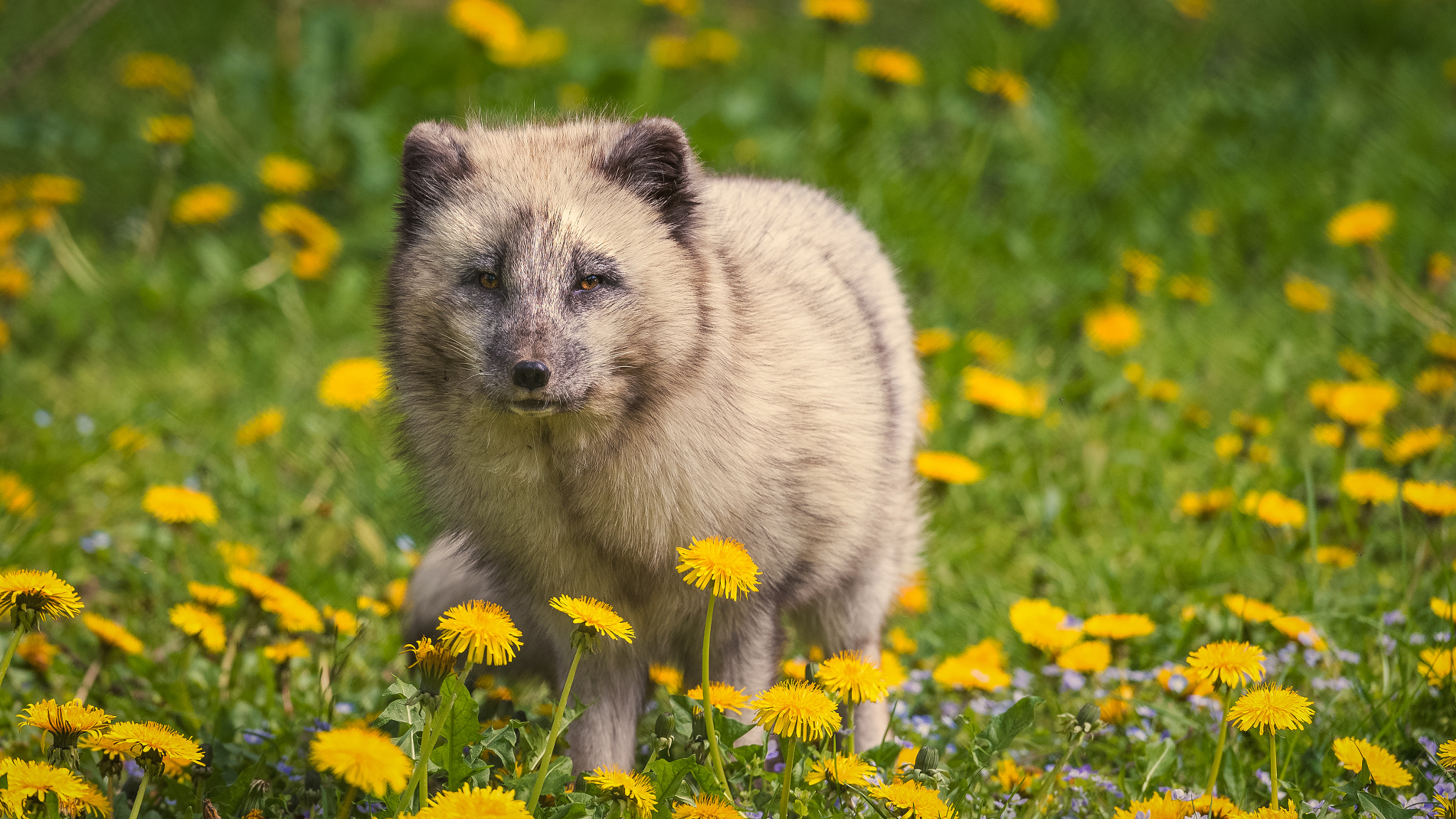 Nikon D600 sample photo. The flower-fox photography