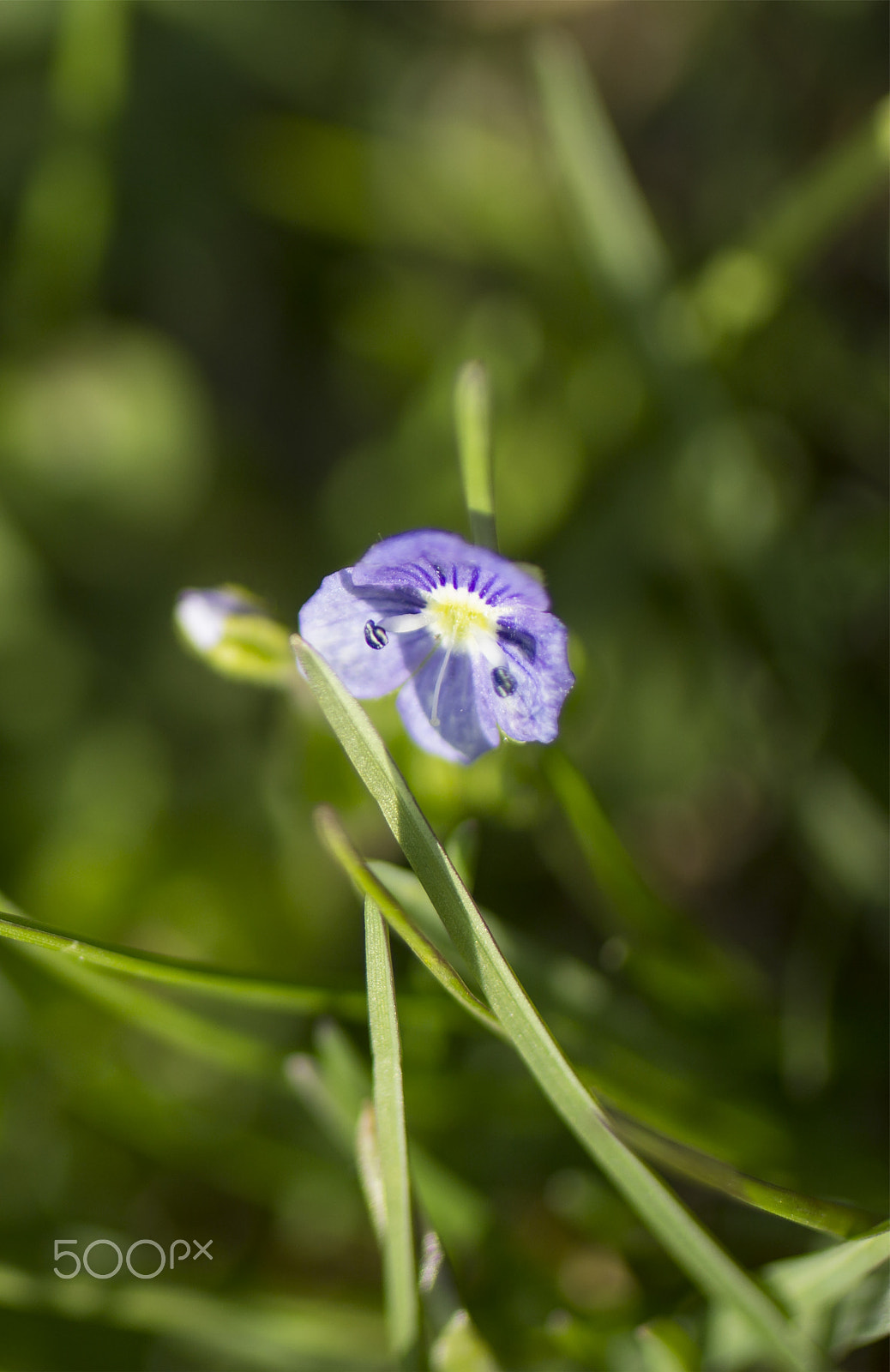 Canon EOS 600D (Rebel EOS T3i / EOS Kiss X5) + Canon EF 50mm F2.5 Macro sample photo. Blue flowers photography