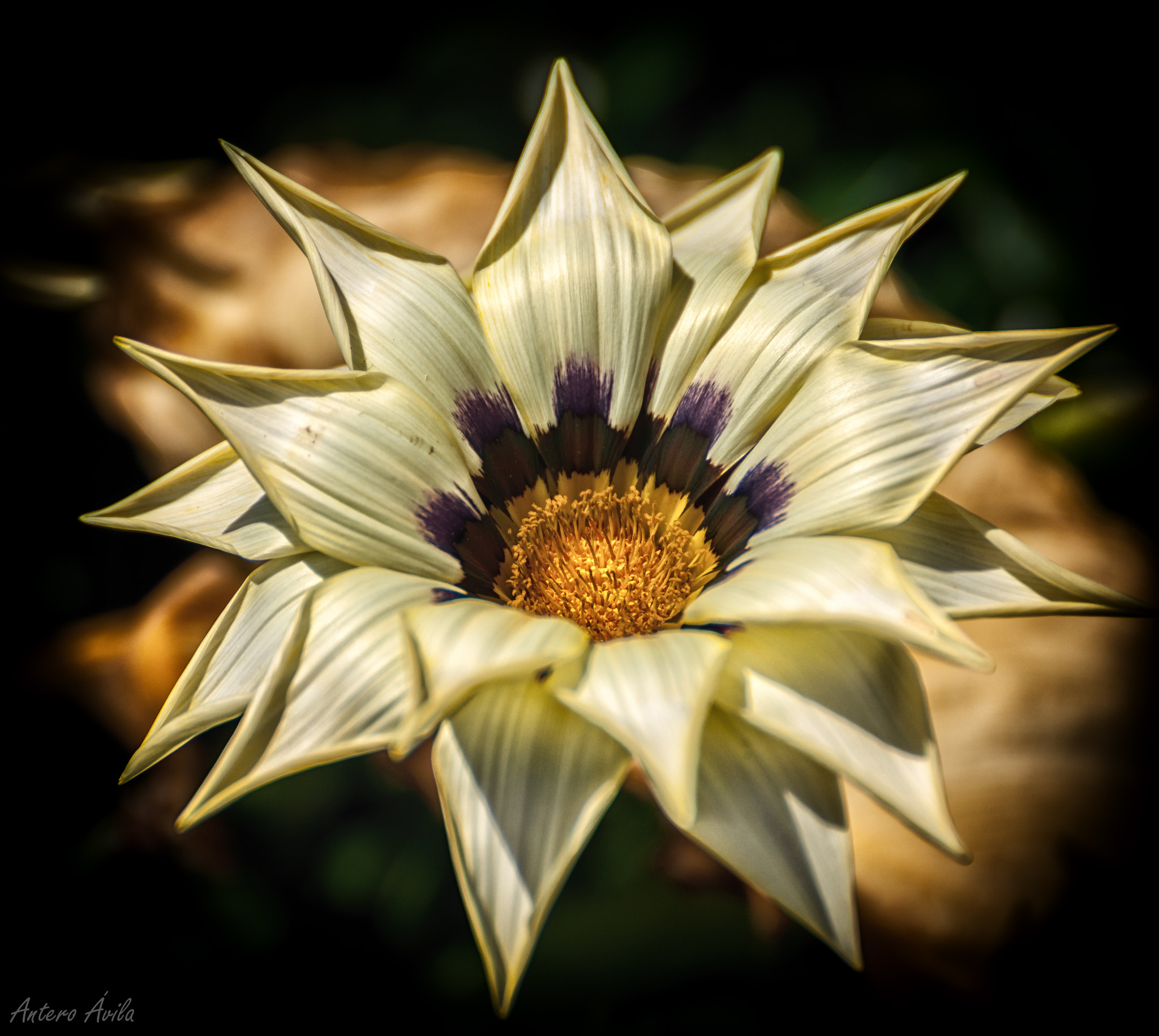 Nikon D2Xs sample photo. Flower photography