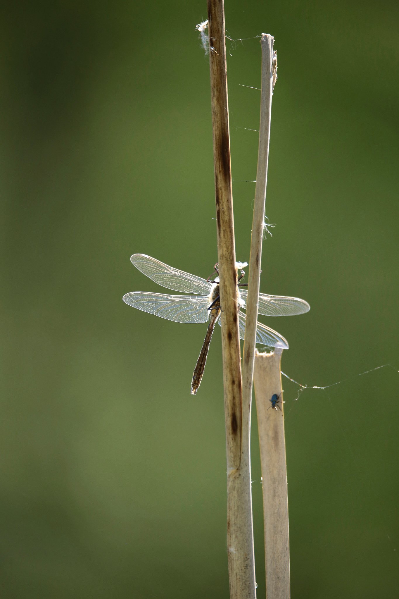 Sigma 150mm f/2.8 EX DG OS HSM APO Macro sample photo. Libelle photography
