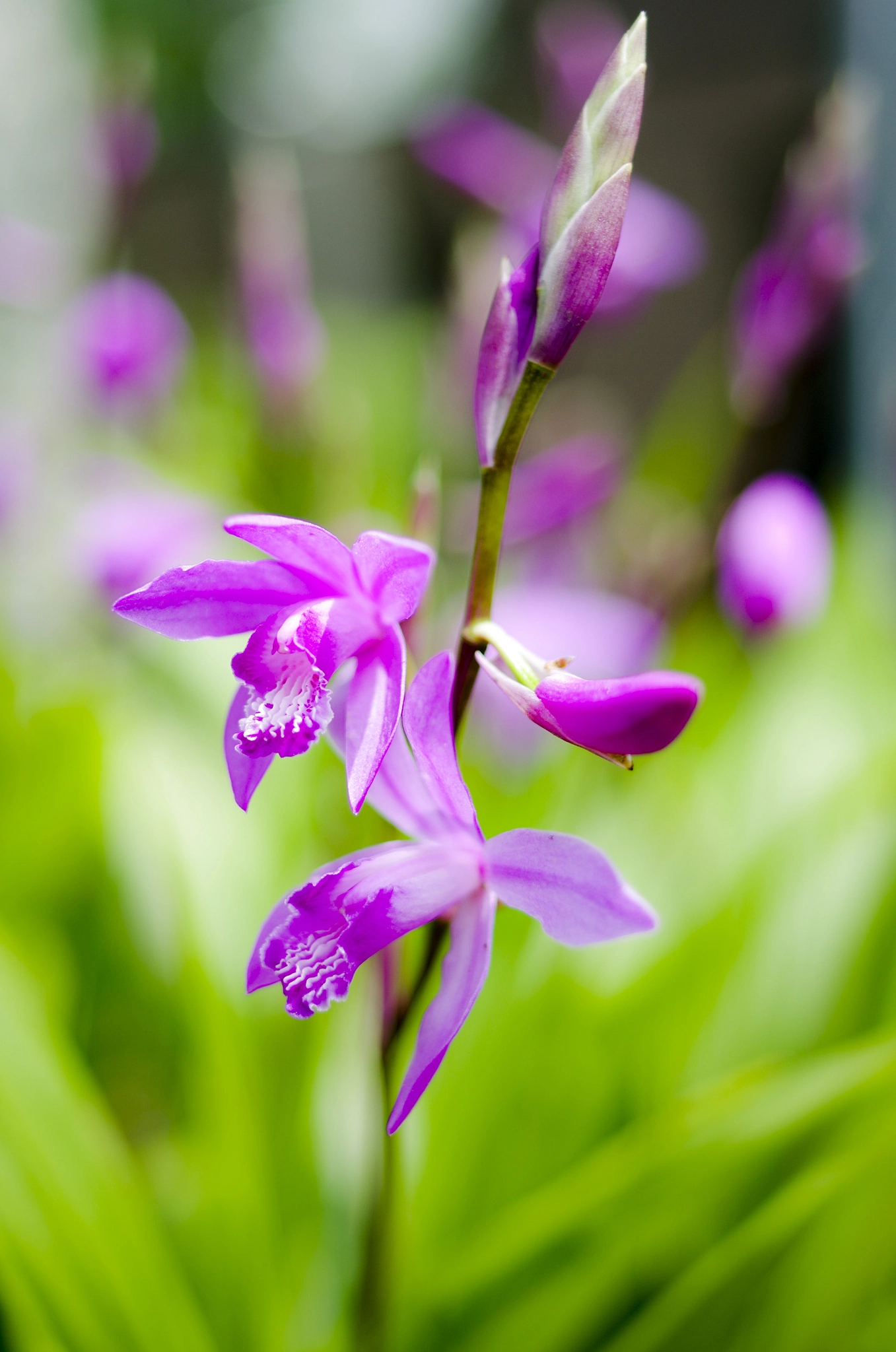 Pentax K-5 IIs sample photo. Flowers photography