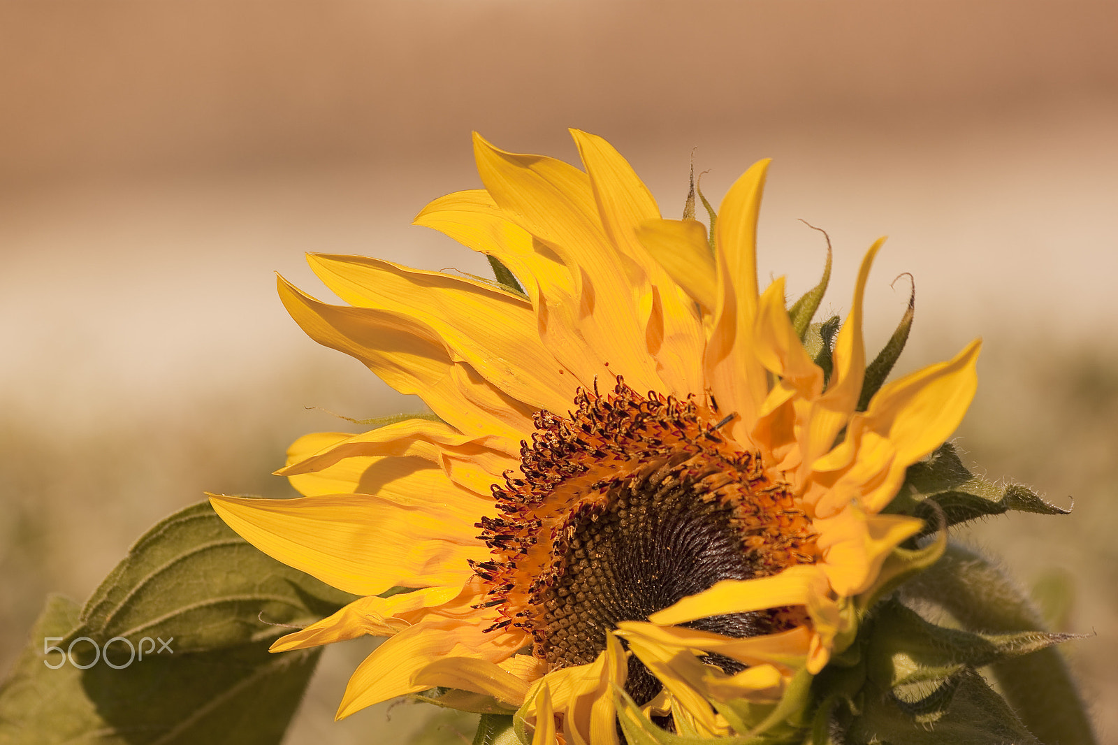 Sigma 70-300mm F4-5.6 APO DG Macro sample photo. Girassol photography