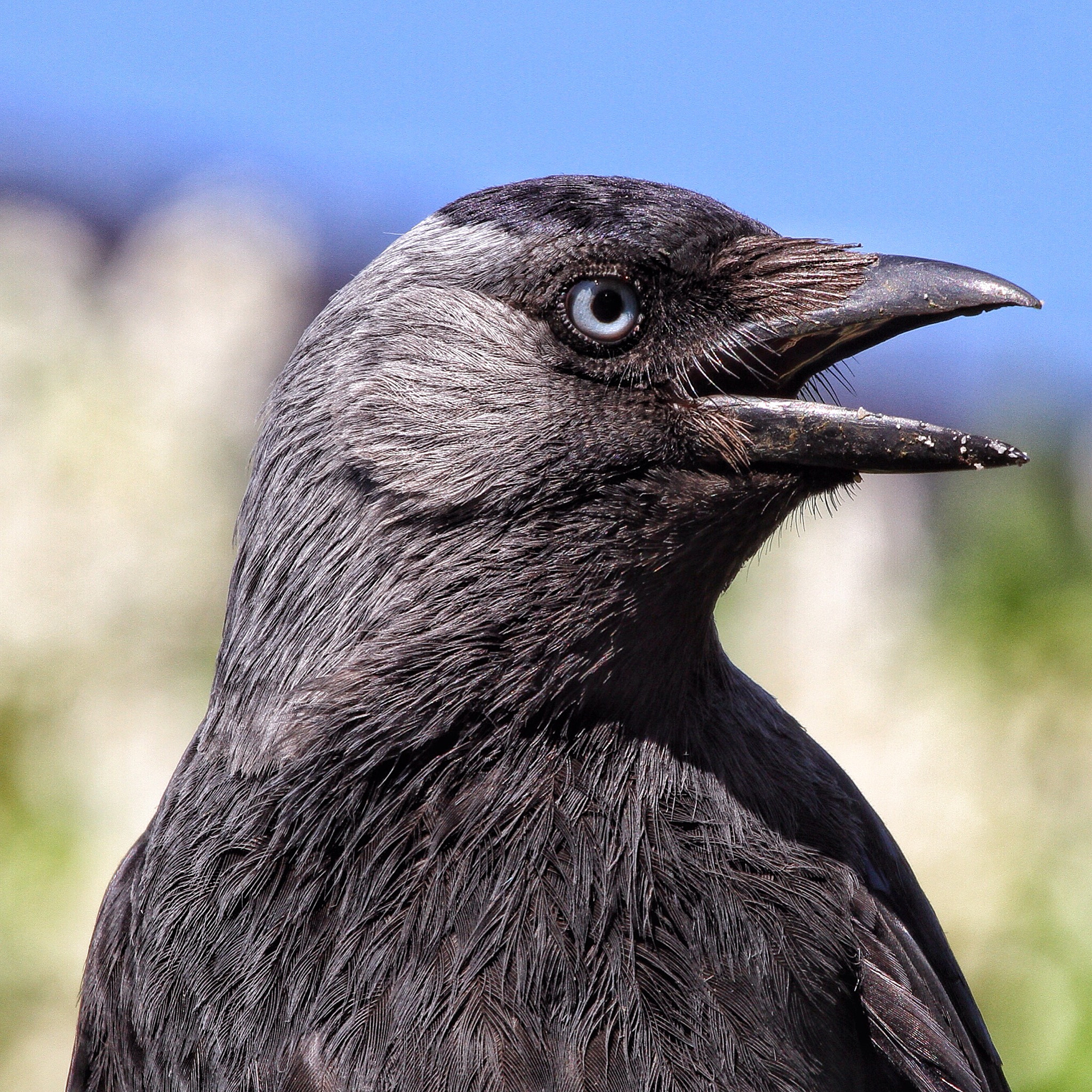 Canon EOS 7D + Canon EF 70-200mm F4L USM sample photo. Crow is also beautiful photography