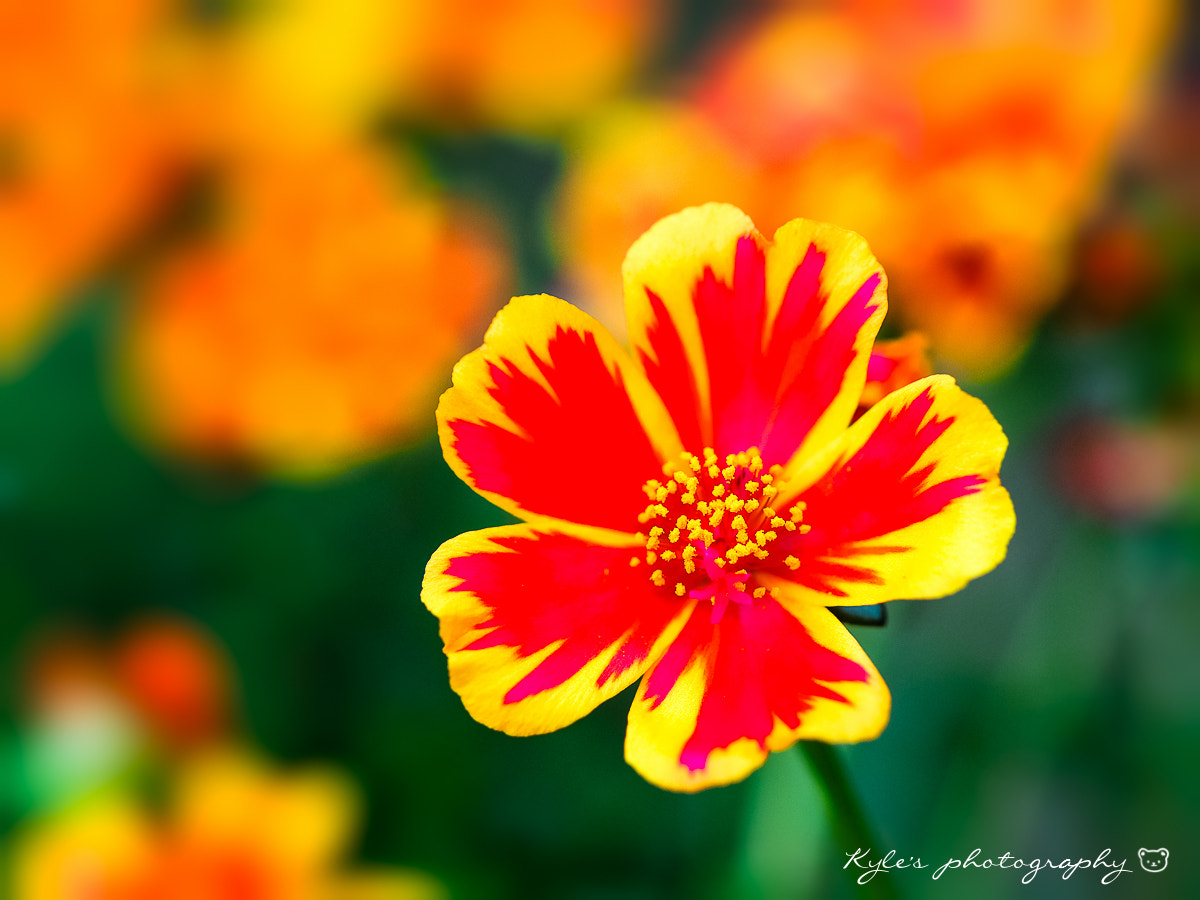 Olympus OM-D E-M1 + OLYMPUS 50mm Lens sample photo. 艷 photography