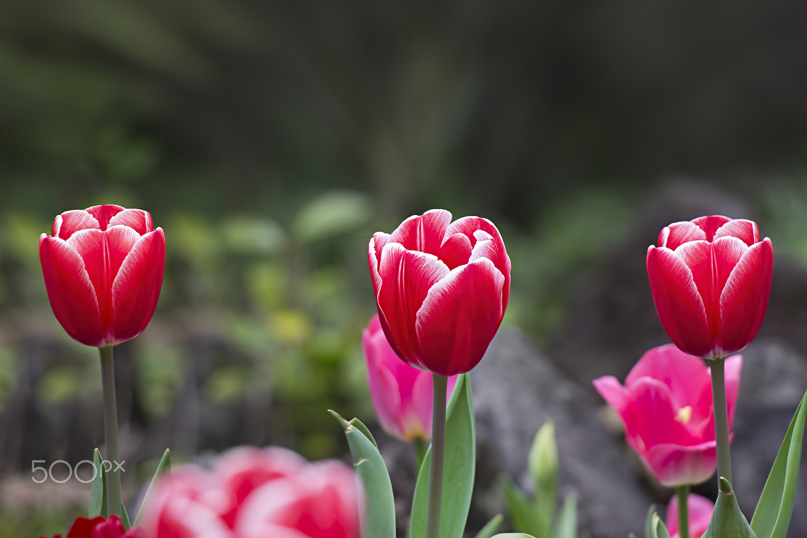 Canon EF-S 18-135mm F3.5-5.6 IS STM sample photo. Love side by side photography