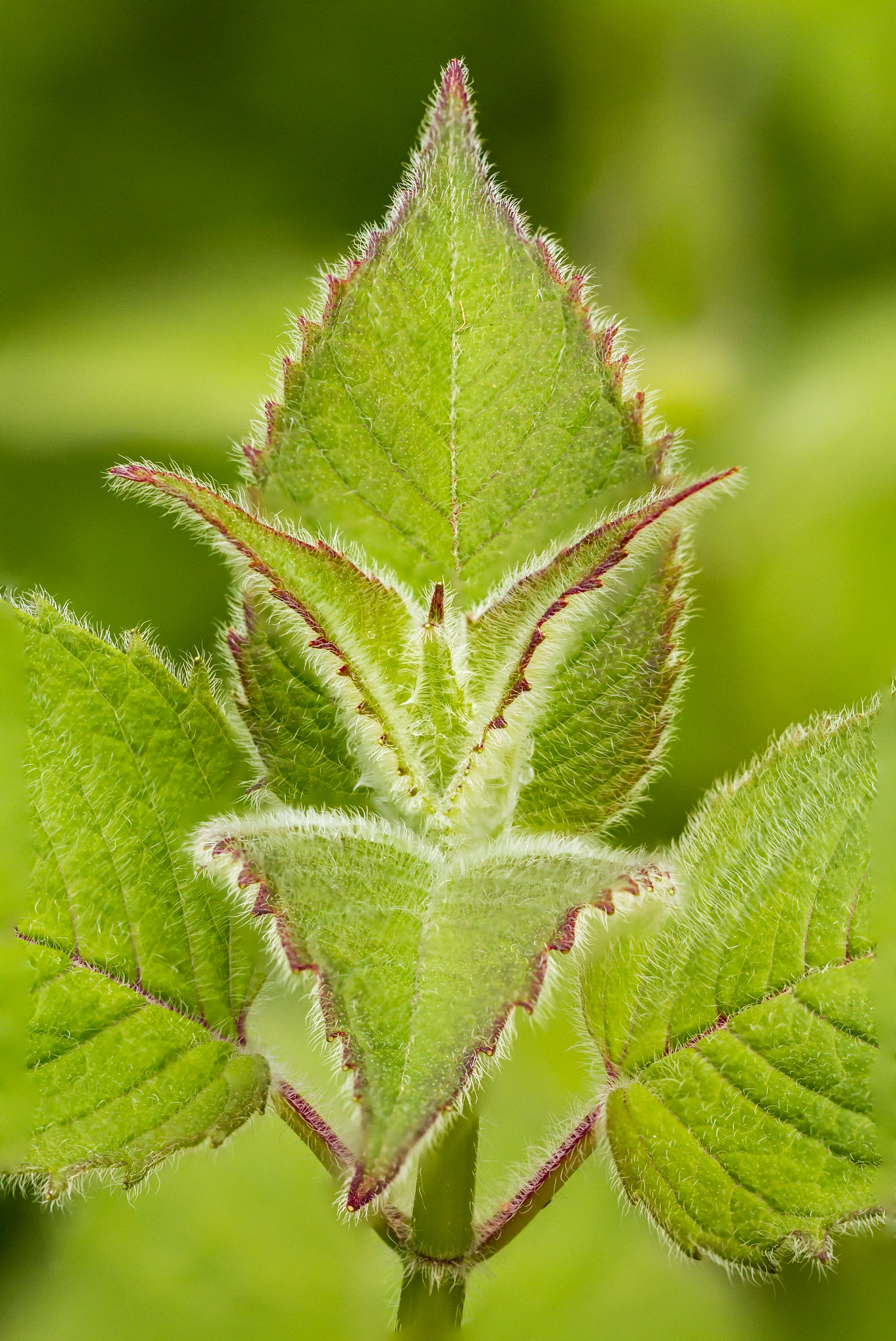 Canon EF 100mm F2.8L Macro IS USM sample photo. Green and purple photography