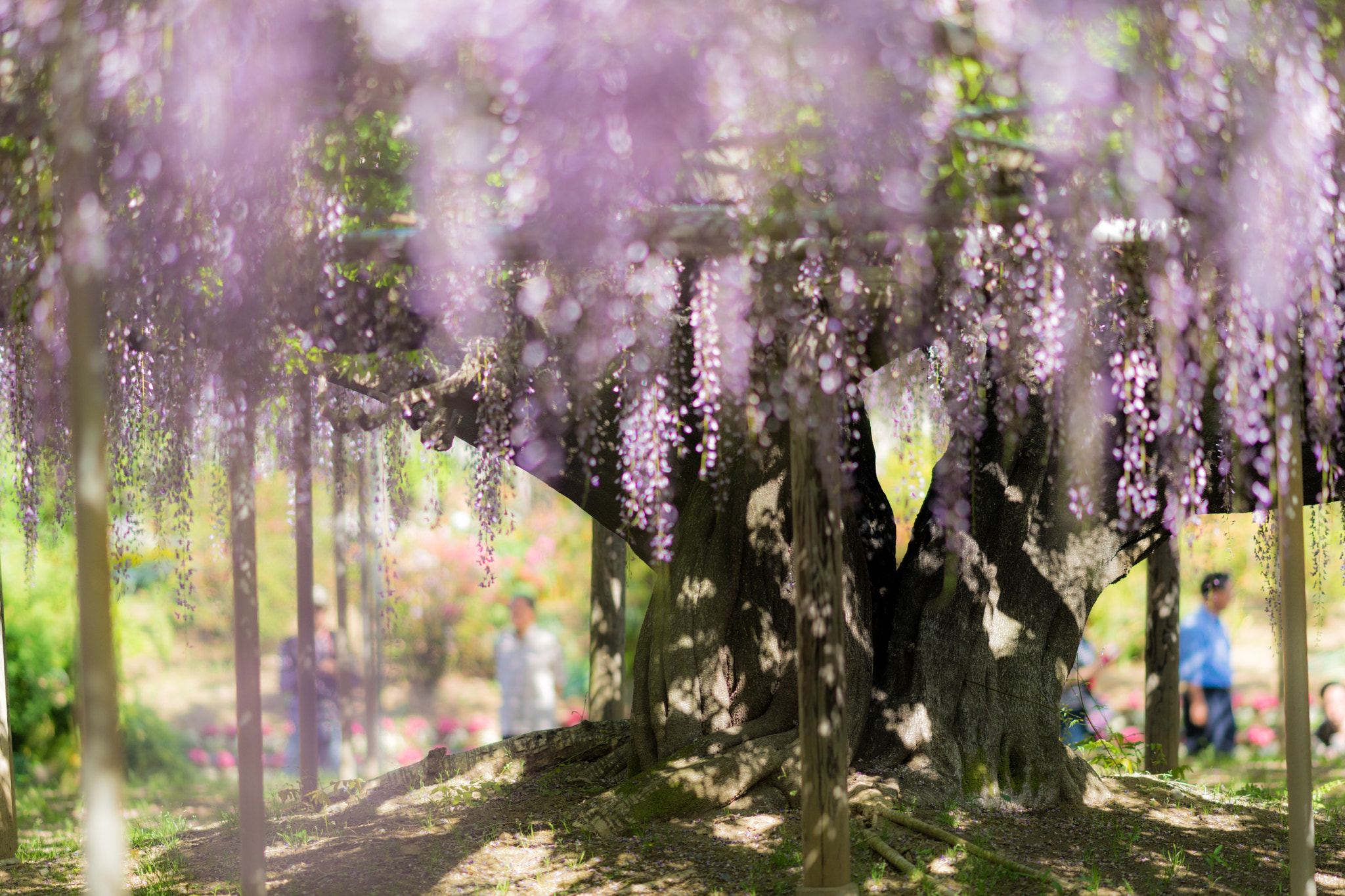 Sony Sonnar T* 135mm F1.8 ZA sample photo. Giant wisteria photography