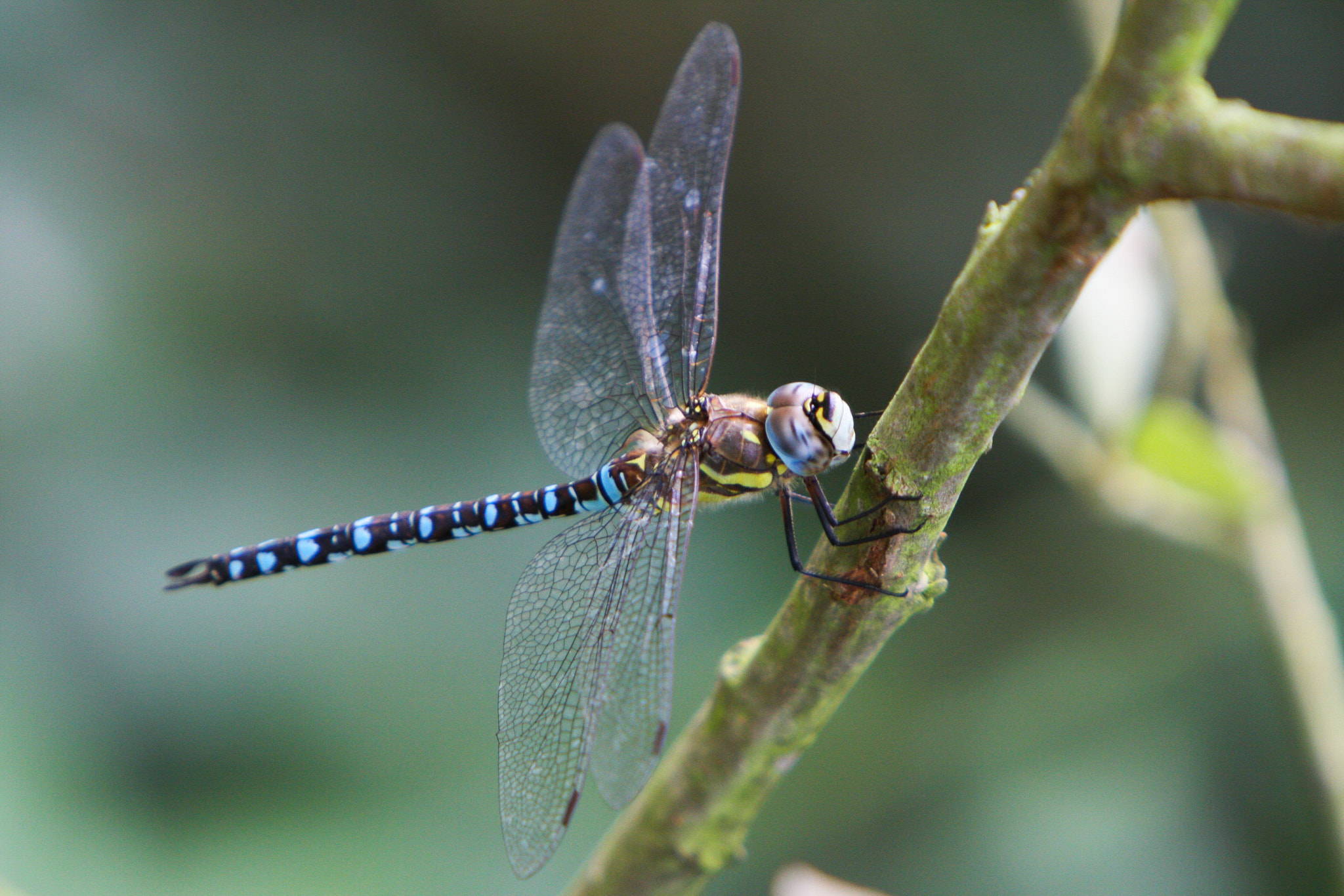 Canon EF 70-200mm F2.8L IS USM sample photo. Migrant hawker photography