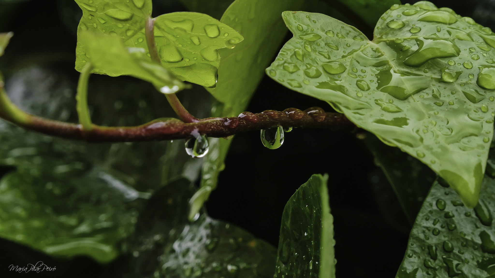 LUMIX G VARIO 14-42/F3.5-5.6 II sample photo. Pluja photography