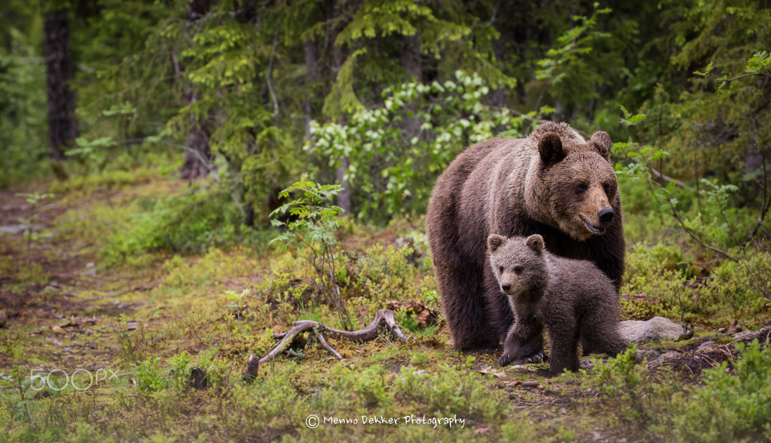 Canon EF 100-400mm F4.5-5.6L IS II USM sample photo. Bear in mind it is mother’s day !!! photography