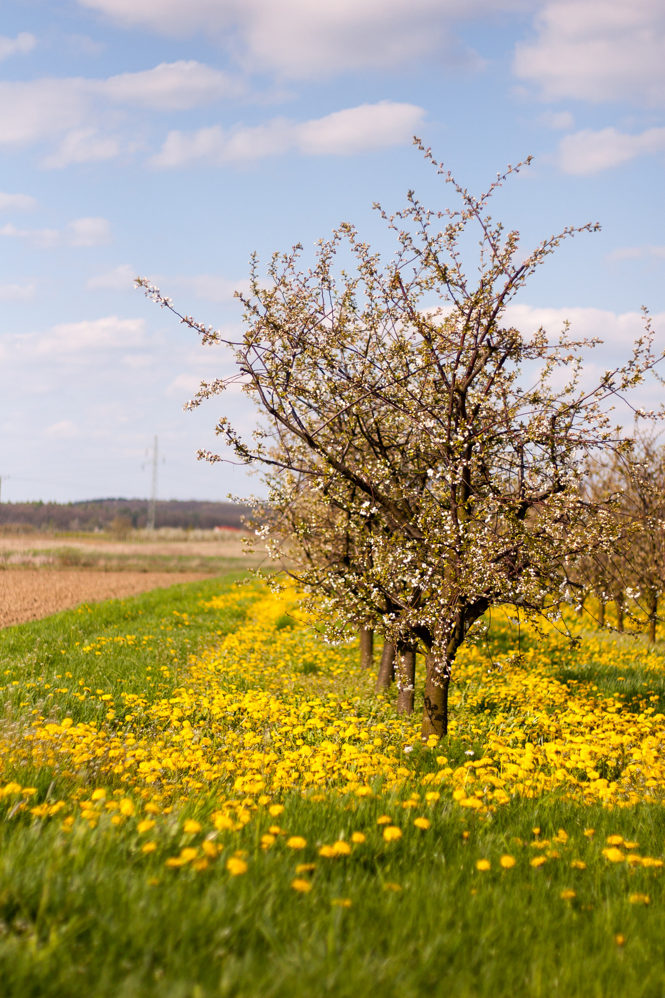 Canon EOS 30D + Canon EF 50mm F1.8 STM sample photo. Spring is coming photography