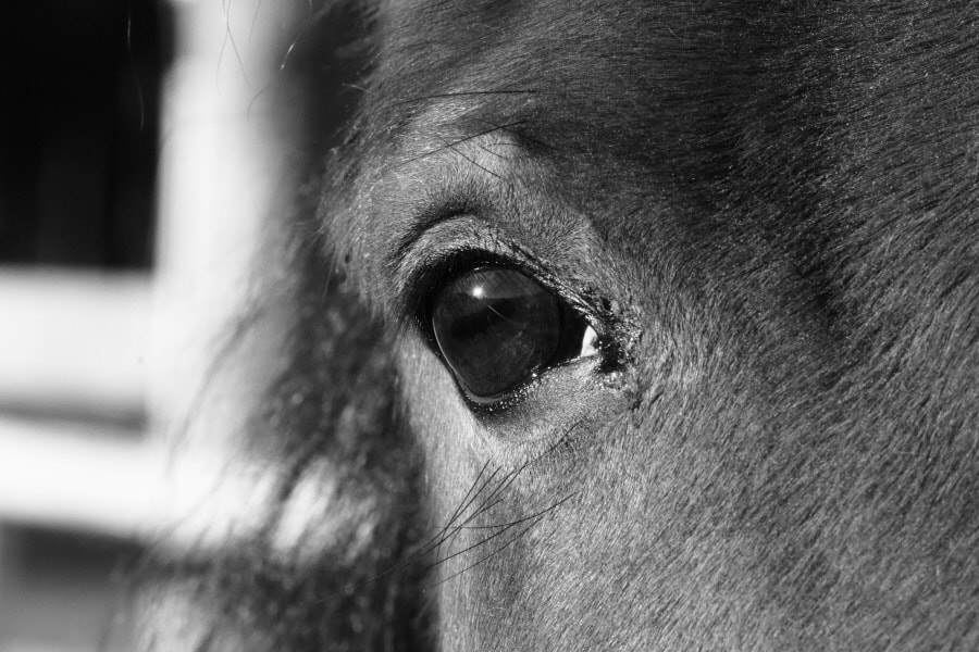 Canon EF-S 55-250mm F4-5.6 IS II sample photo. Horse's eye photography