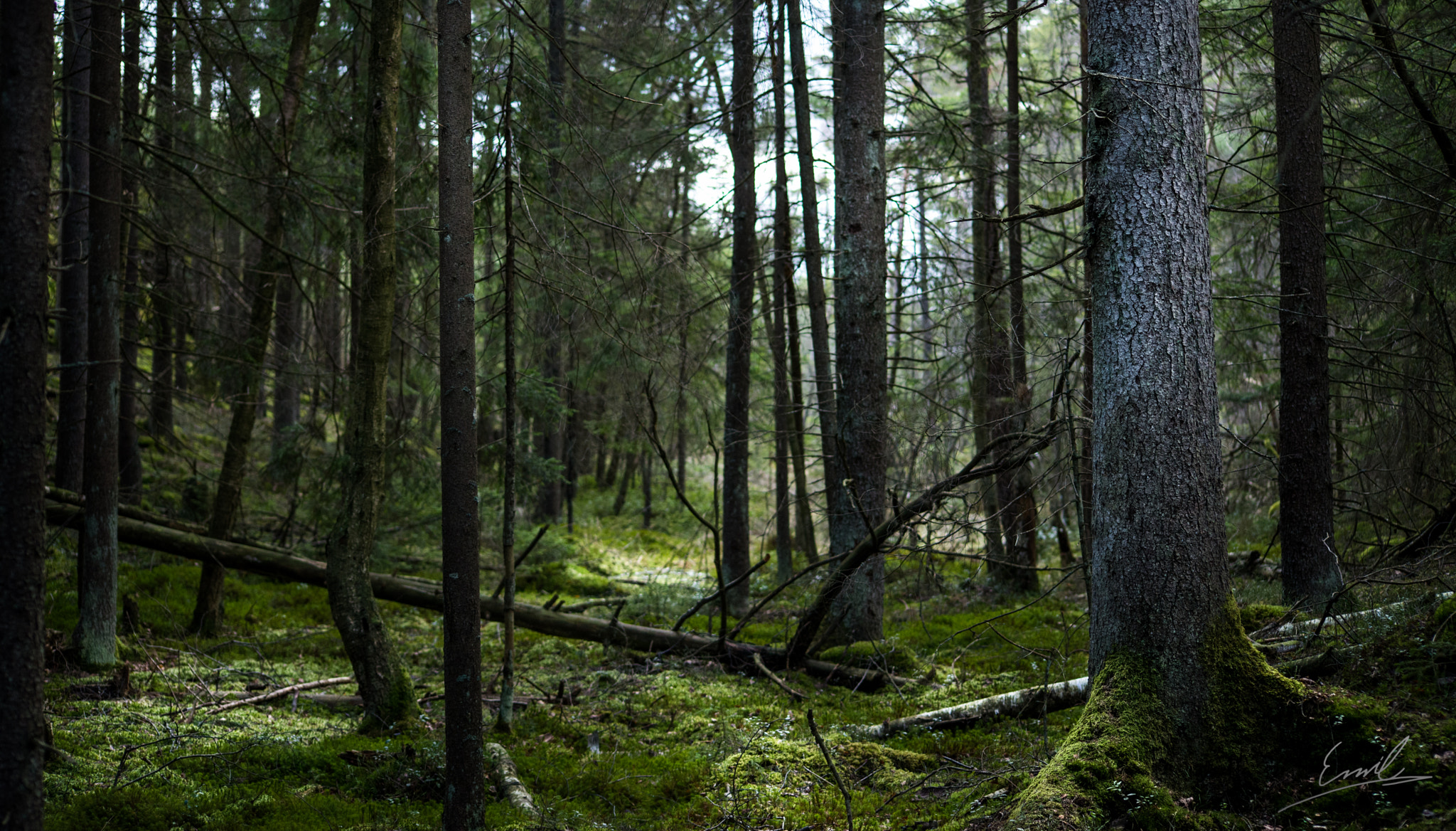 Sigma 70-300mm F4-5.6 APO DG Macro sample photo. Deep down in the forest photography