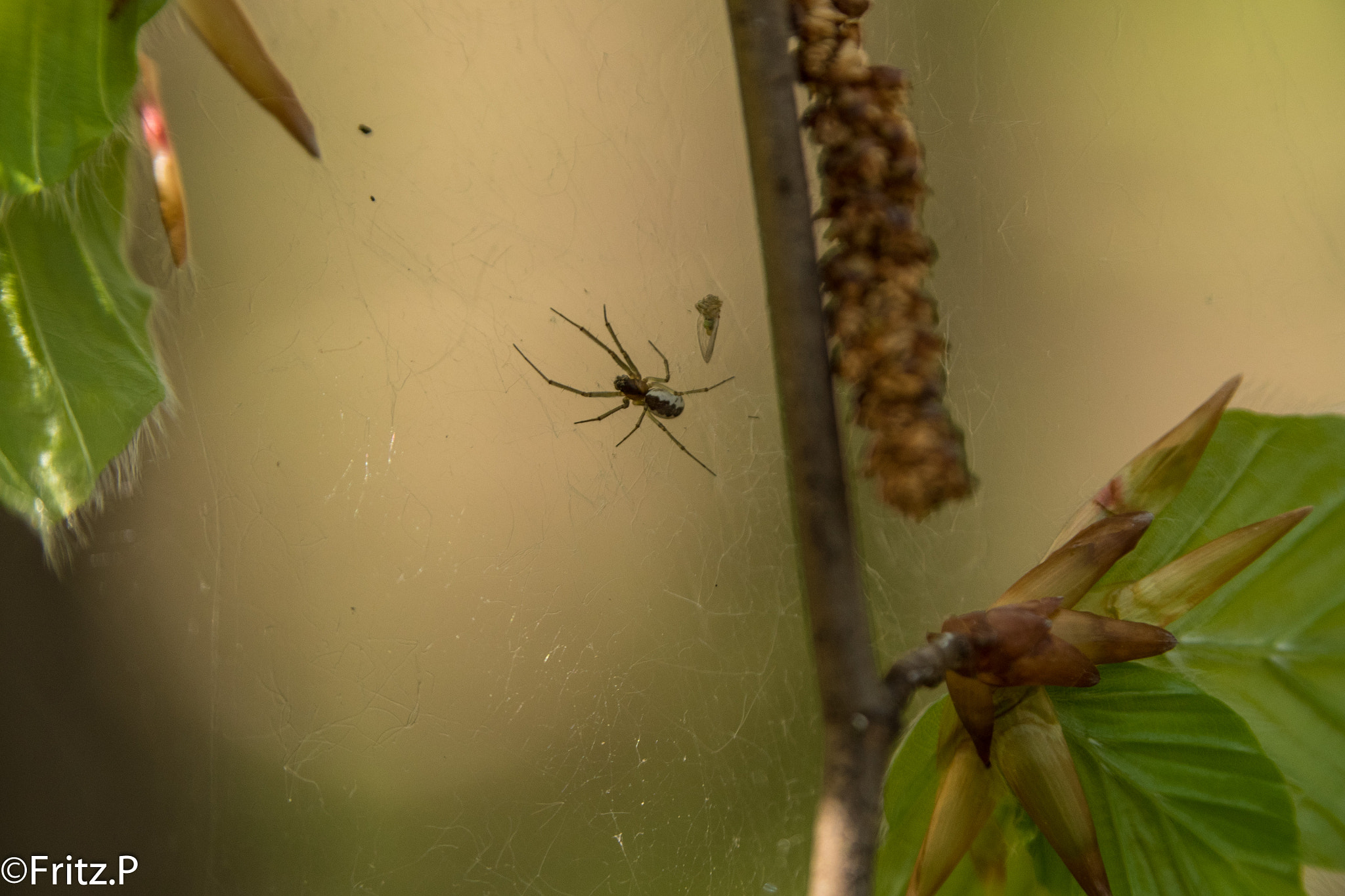 Panasonic Lumix DMC-GH4 sample photo. Araignée photography