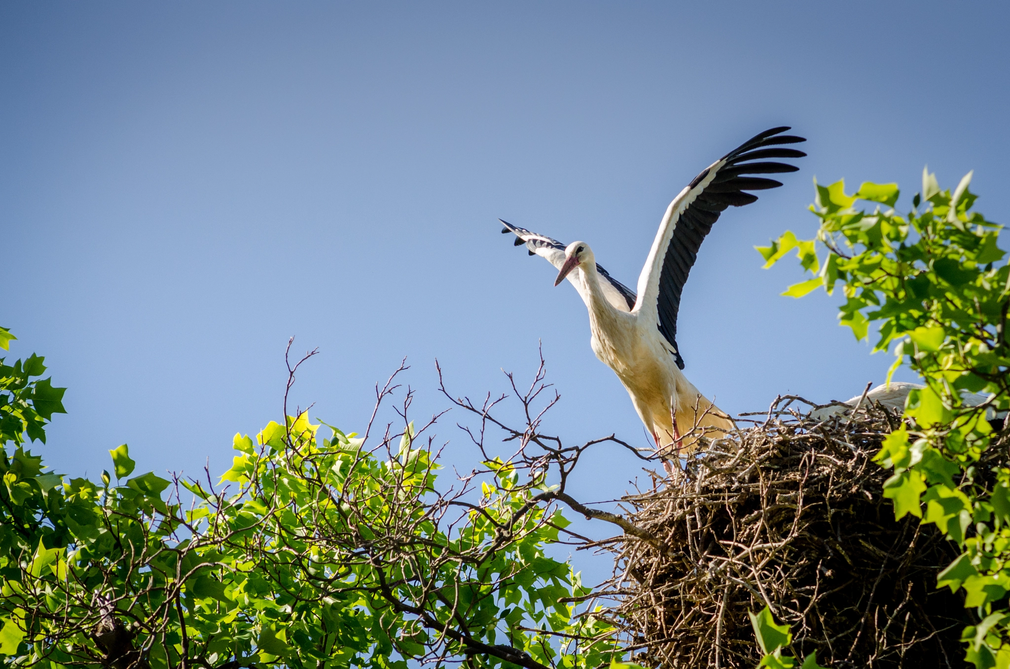 Nikon D7000 + Sigma 50-150mm F2.8 EX APO DC HSM sample photo. Storch im heidelberger zoo photography