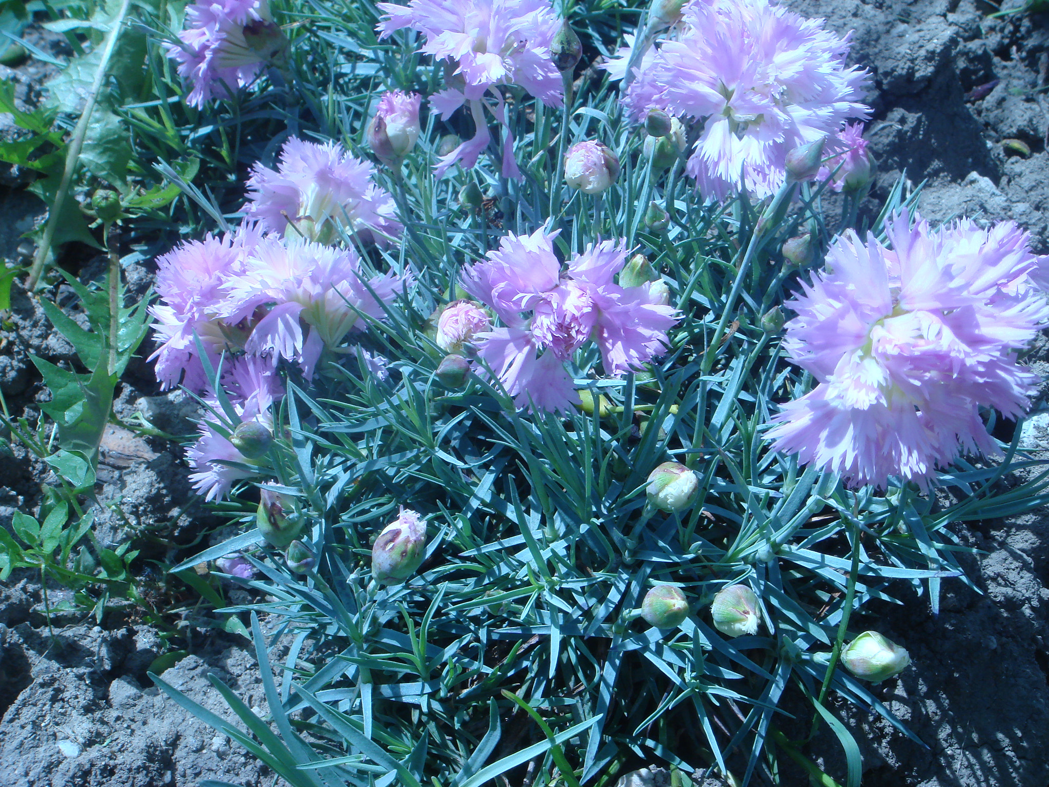 Sony DSC-T50 sample photo. Carnations photography