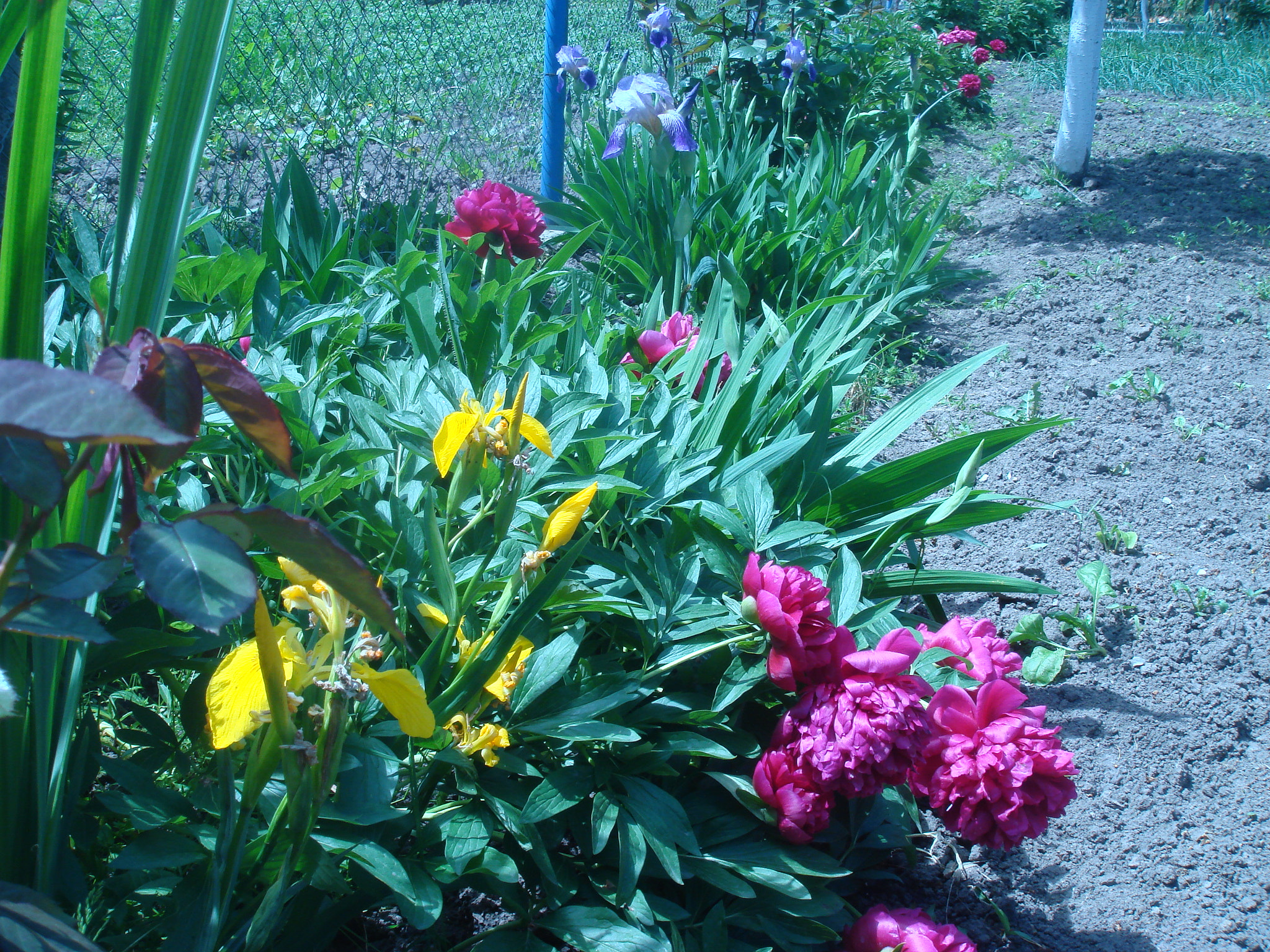 Sony DSC-T50 sample photo. Flowers photography