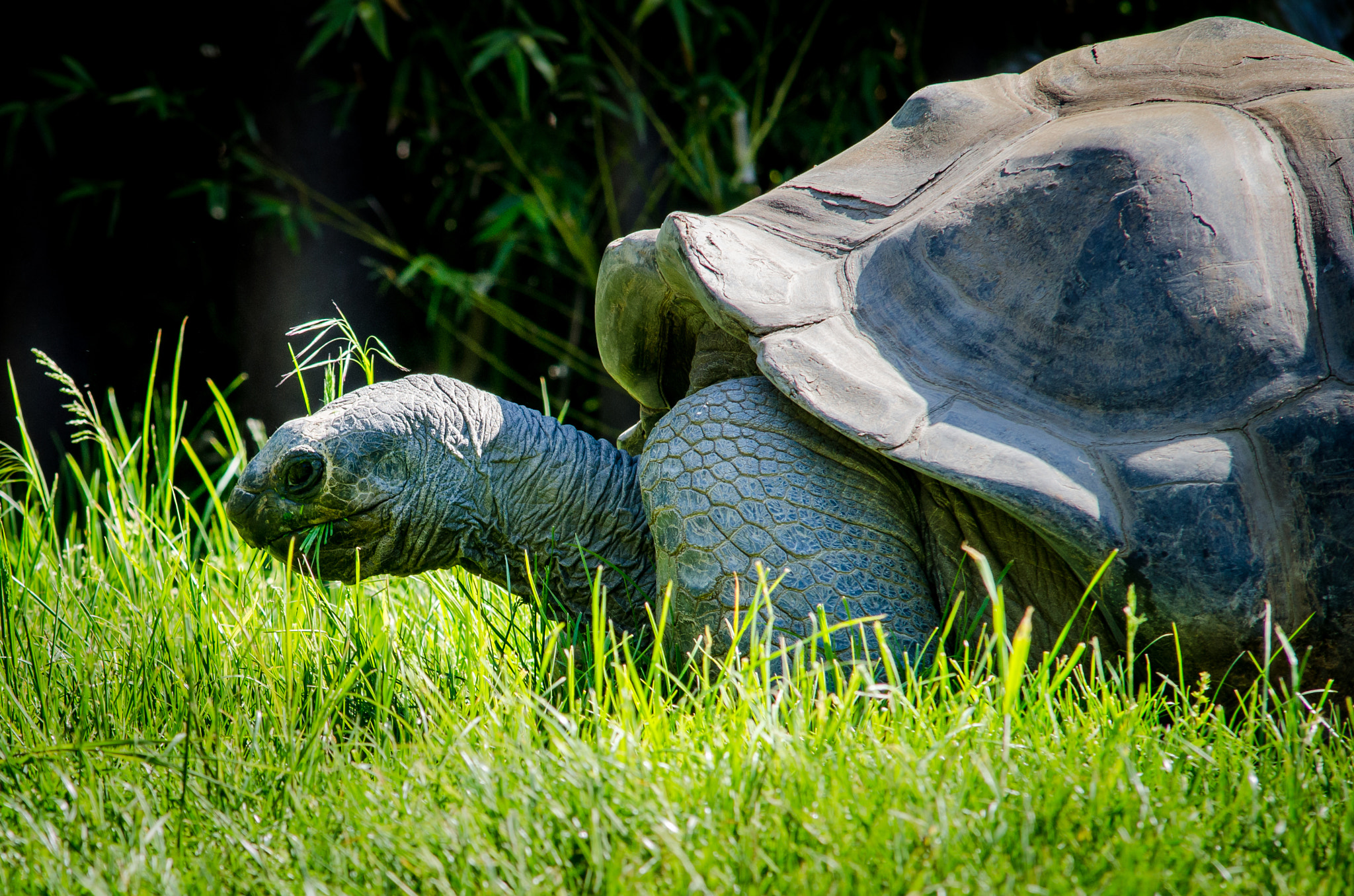 Nikon D7000 + Sigma 50-150mm F2.8 EX APO DC HSM sample photo. Seychellen-riesenschildkröte photography