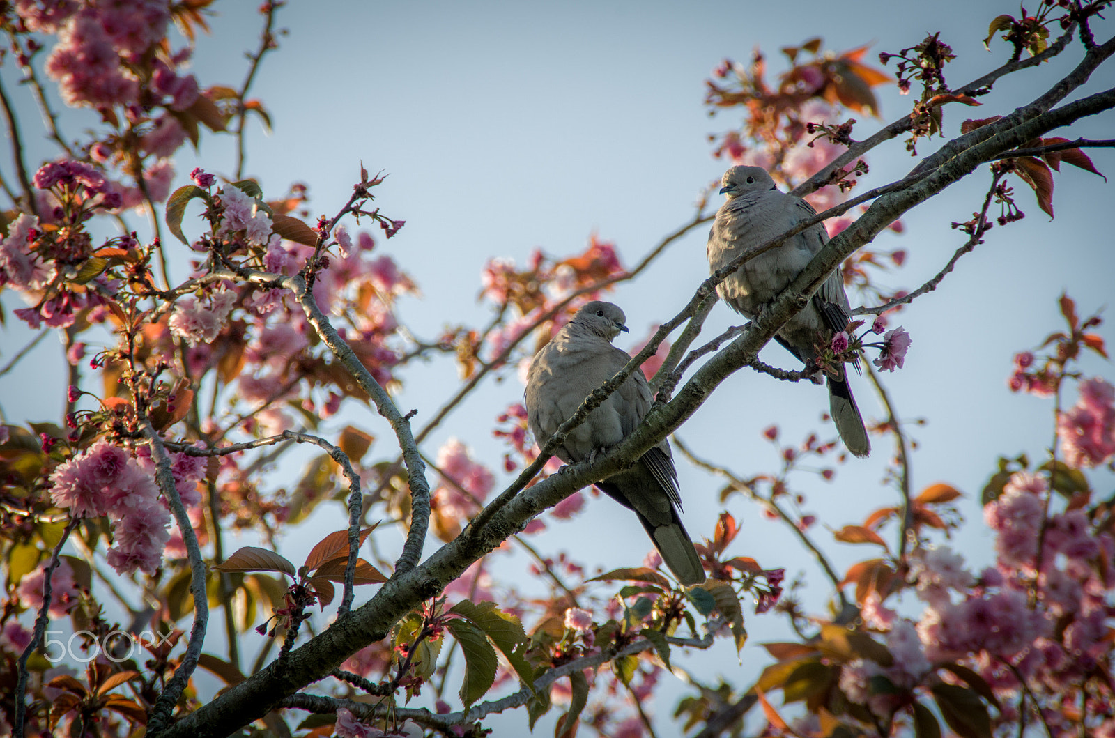 Pentax K-500 + Tamron AF 18-200mm F3.5-6.3 XR Di II LD Aspherical (IF) Macro sample photo. Love birds photography