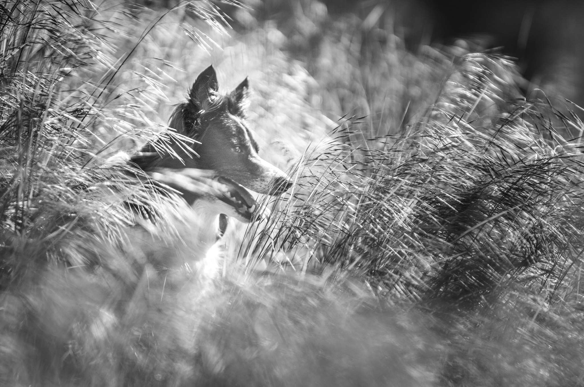 AF-S Zoom-Nikkor 80-200mm f/2.8D IF-ED sample photo. Lajka photography