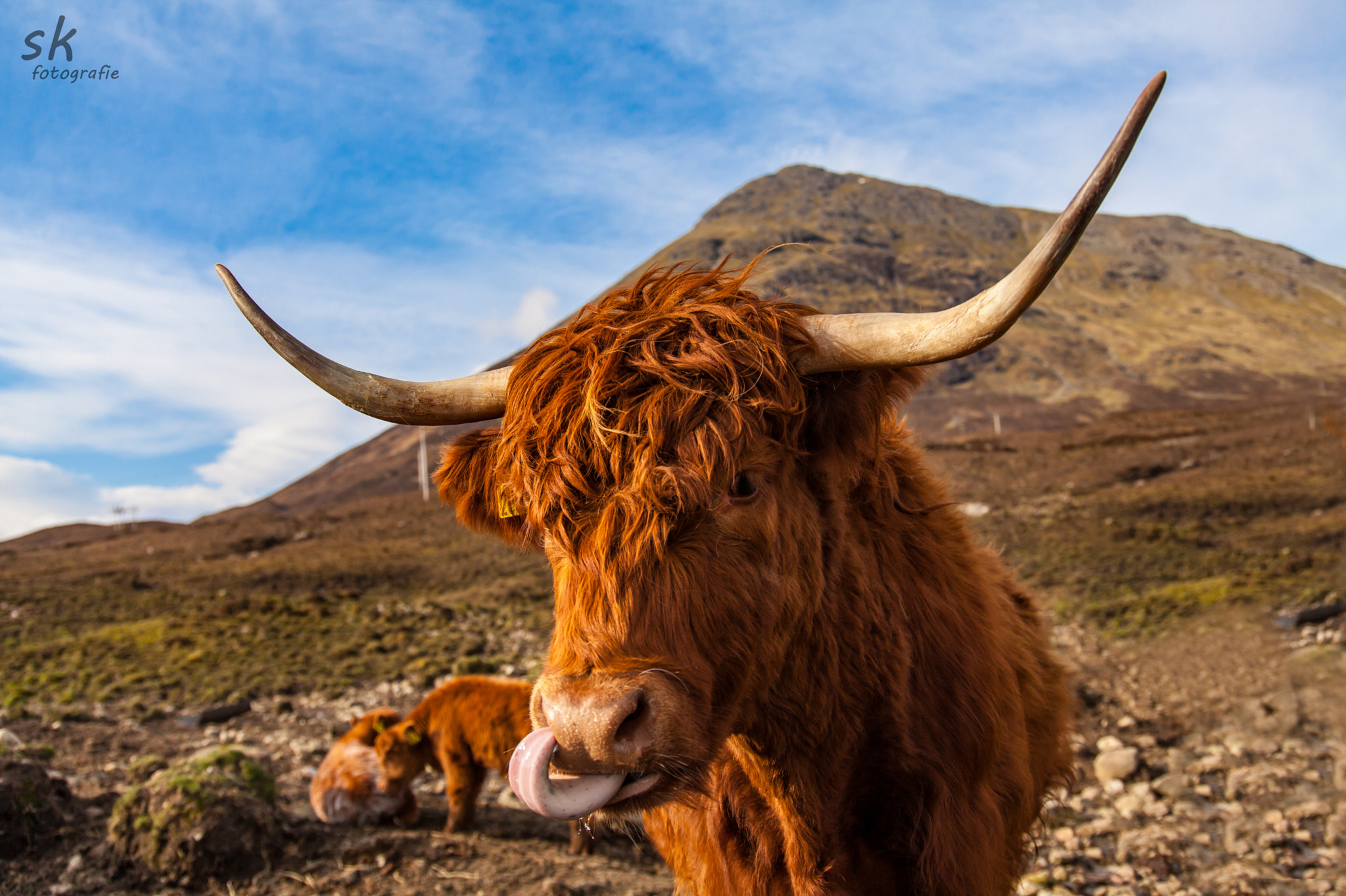 Canon EOS 5D Mark II + Sigma 24-105mm f/4 DG OS HSM | A sample photo. Highland cattle photography