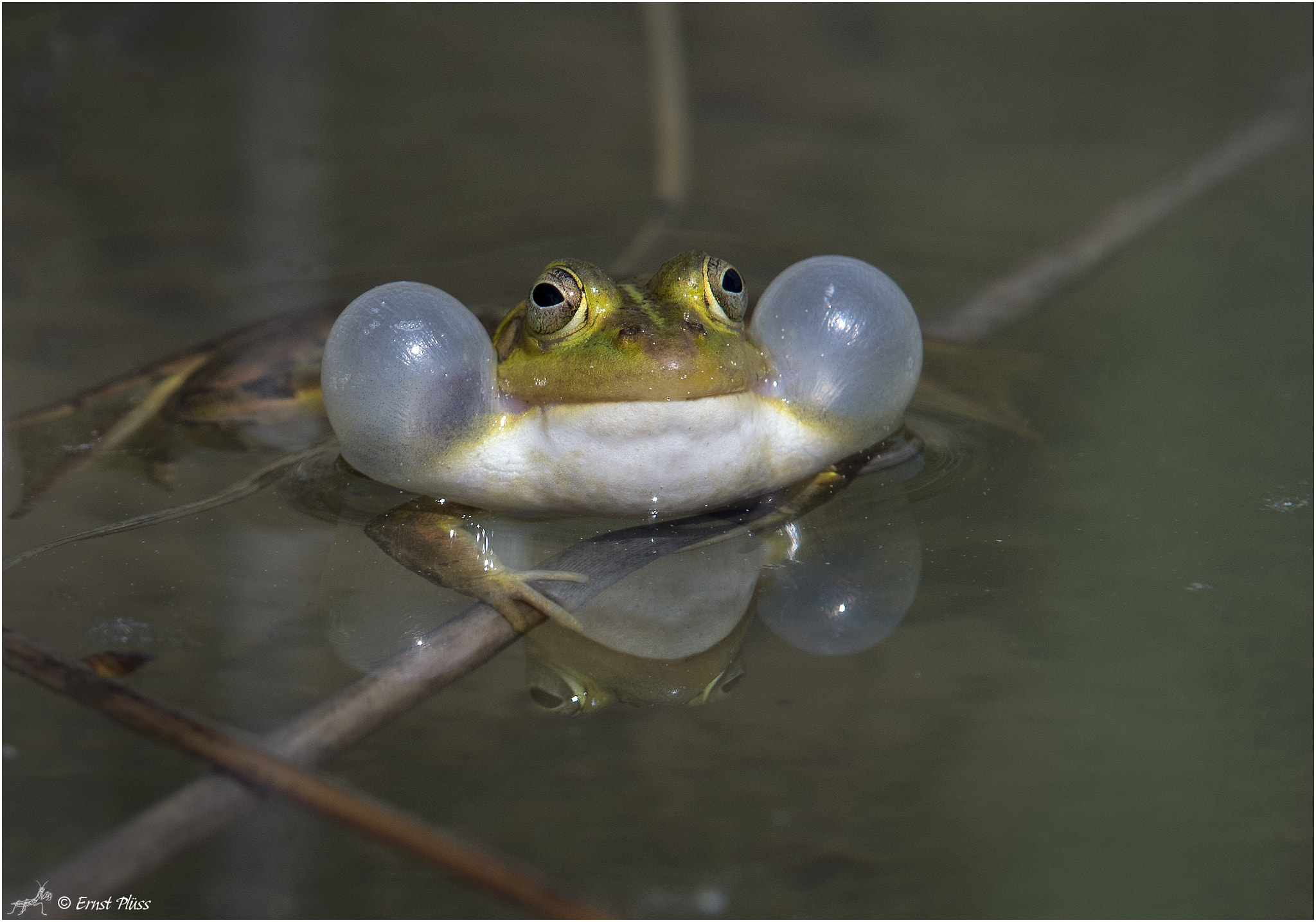 Nikon D5 sample photo. Edible frog photography