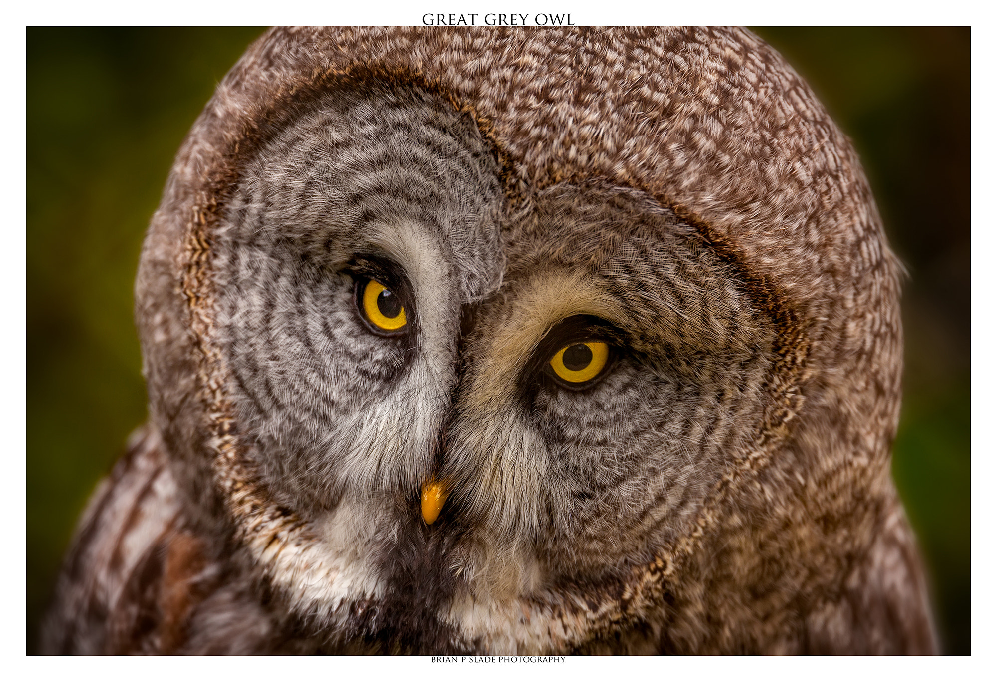 Sigma 150-600mm F5-6.3 DG OS HSM | C sample photo. The great grey owl in portraiture photography