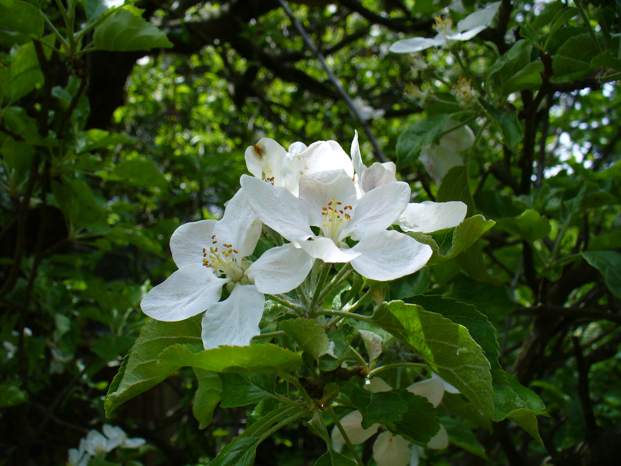 Panasonic DMC-LZ5 sample photo. A white flower photography