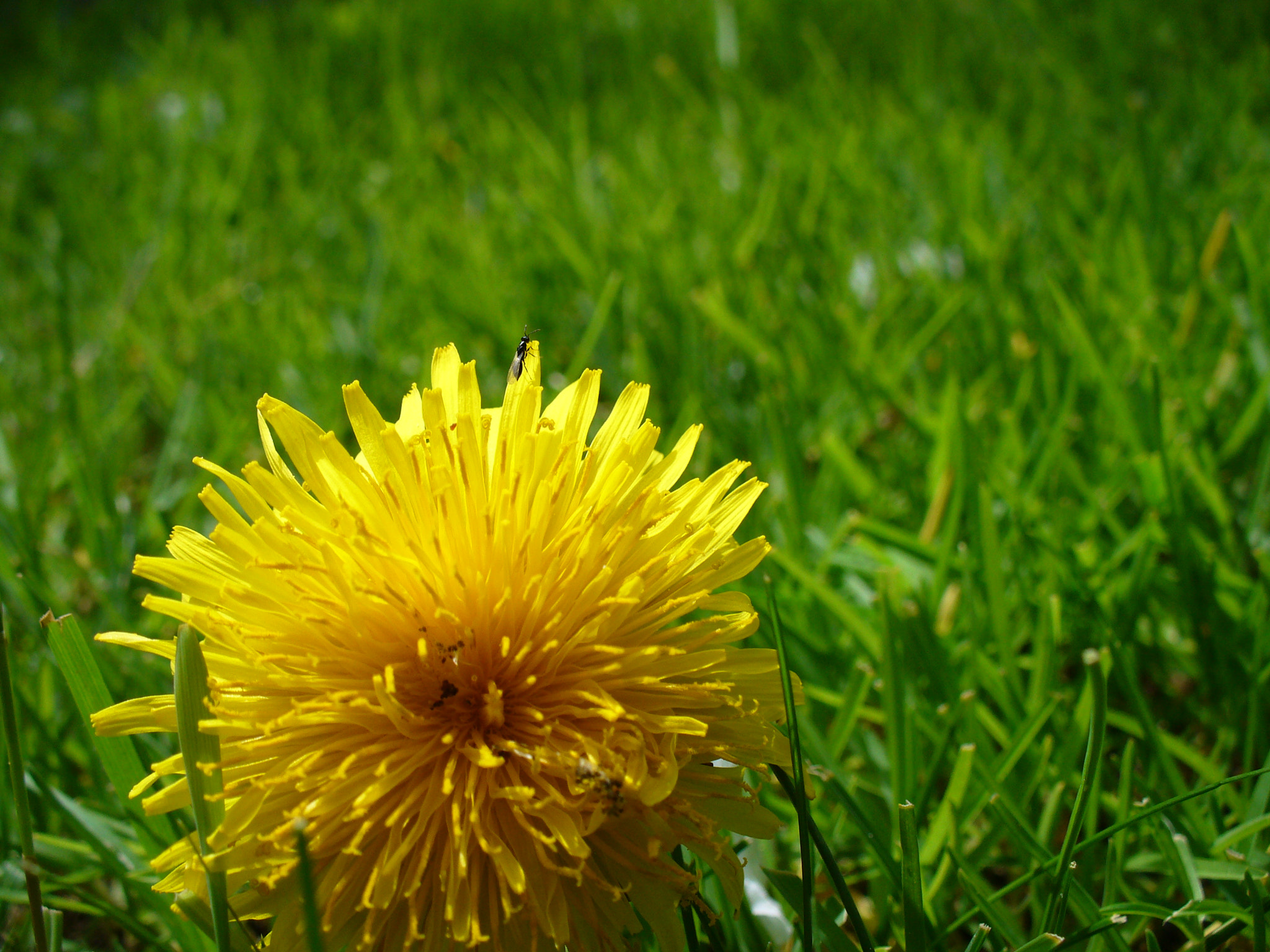 Panasonic DMC-LZ5 sample photo. A yellow flower photography