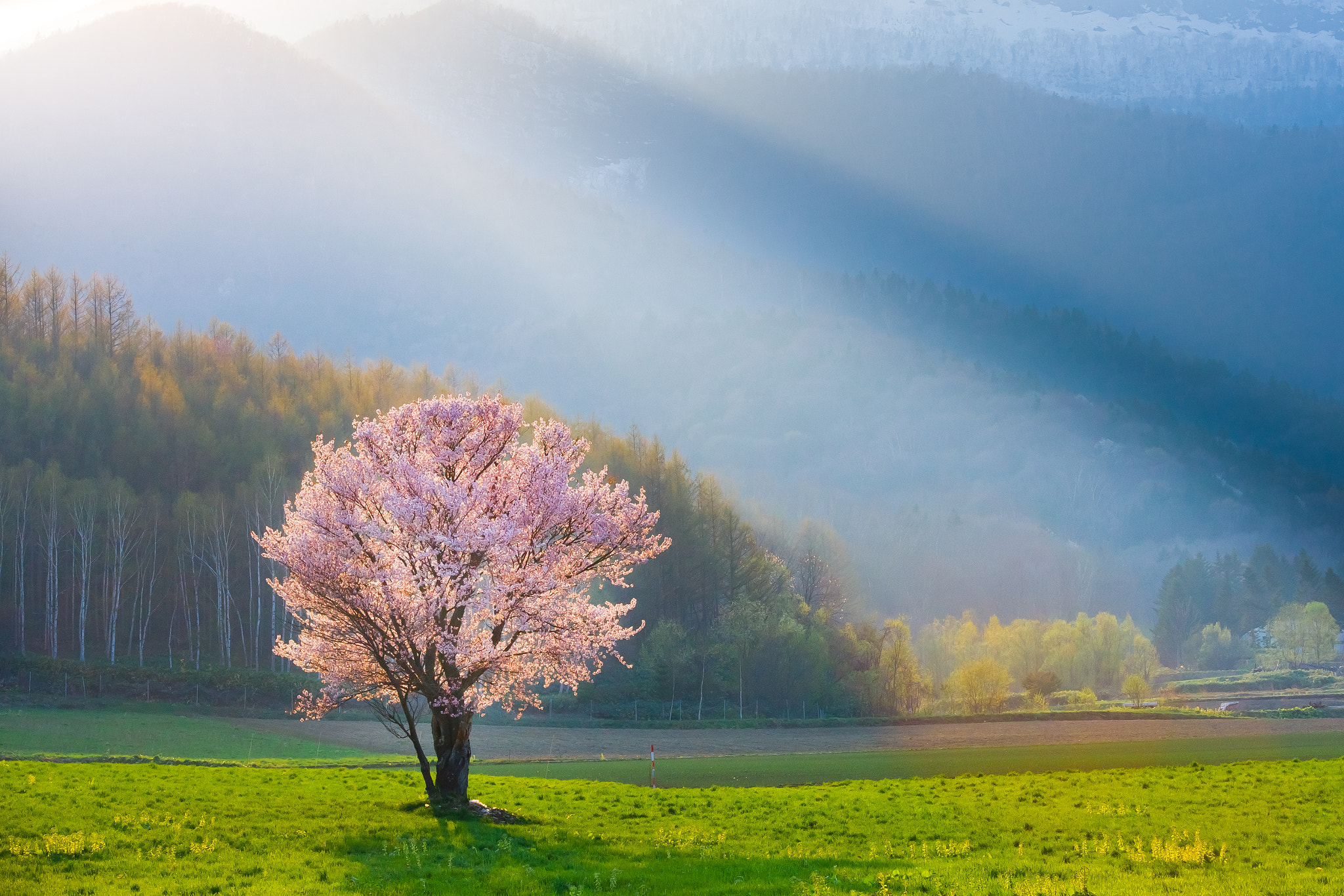 Sigma 70-200mm F2.8 EX DG OS HSM sample photo. One  cherry photography
