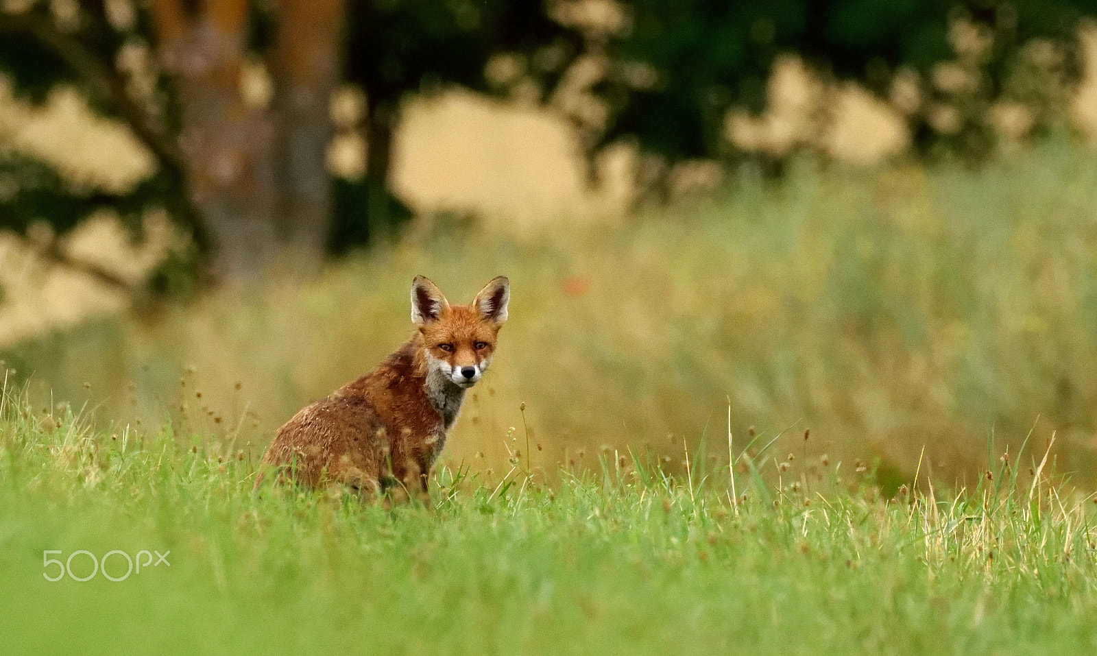 Sigma 150-600mm F5-6.3 DG OS HSM | C sample photo. Red fox relaxing photography