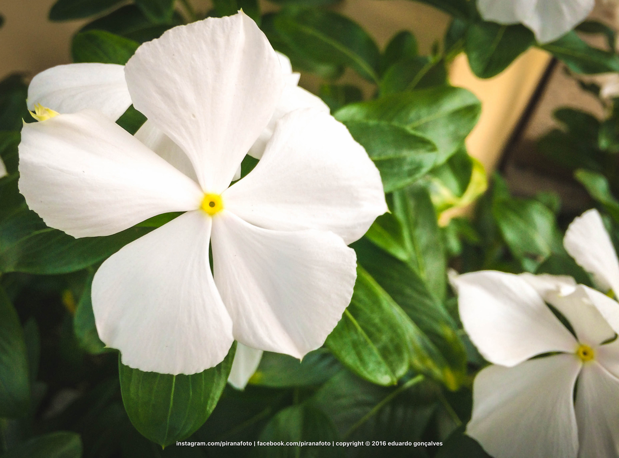 Jag.gr 645 PRO Mk III for Apple iPhone 5s sample photo. Flowers! photography