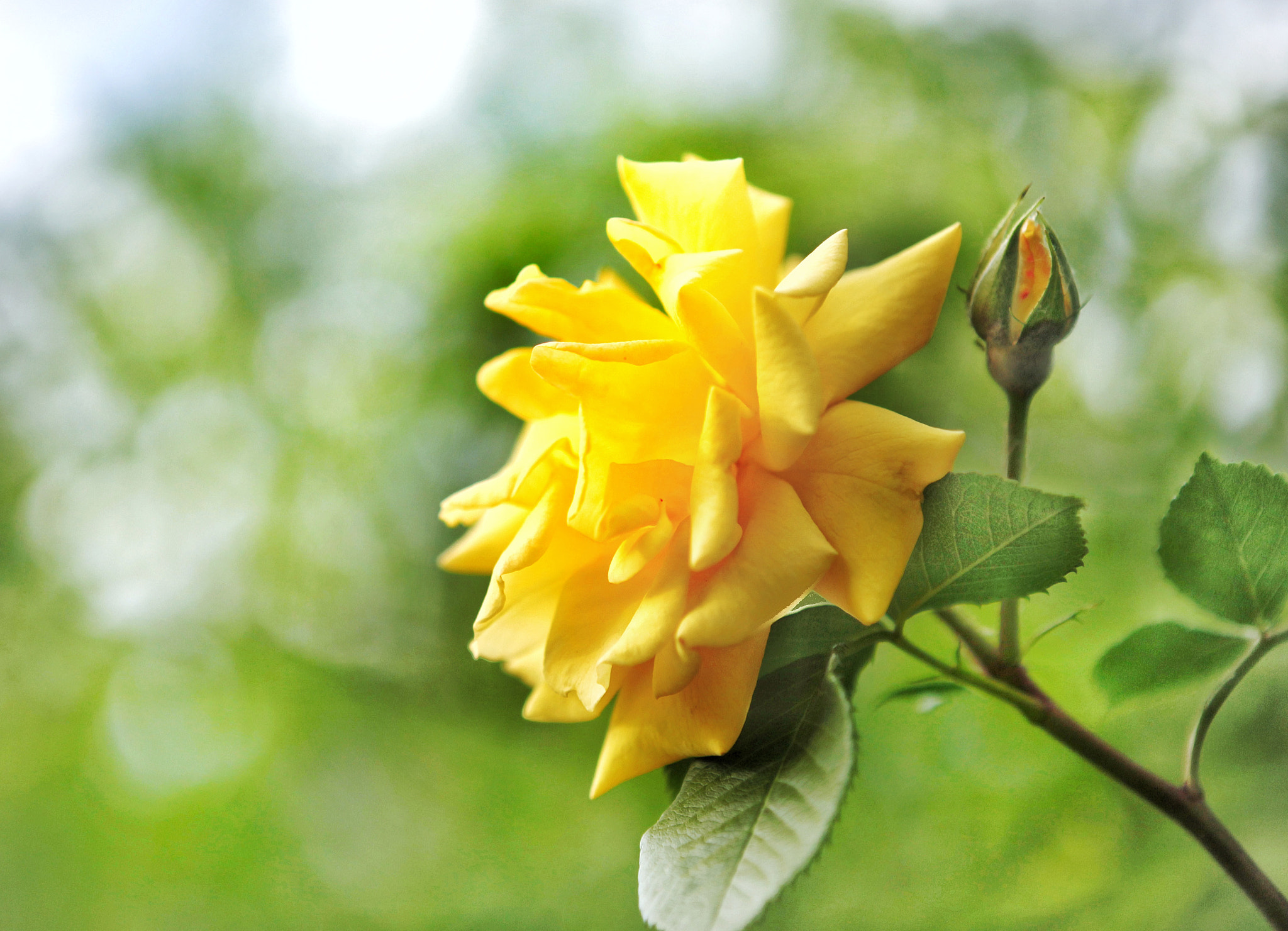 Canon EF 24-70mm F2.8L USM sample photo. Sun shine photography