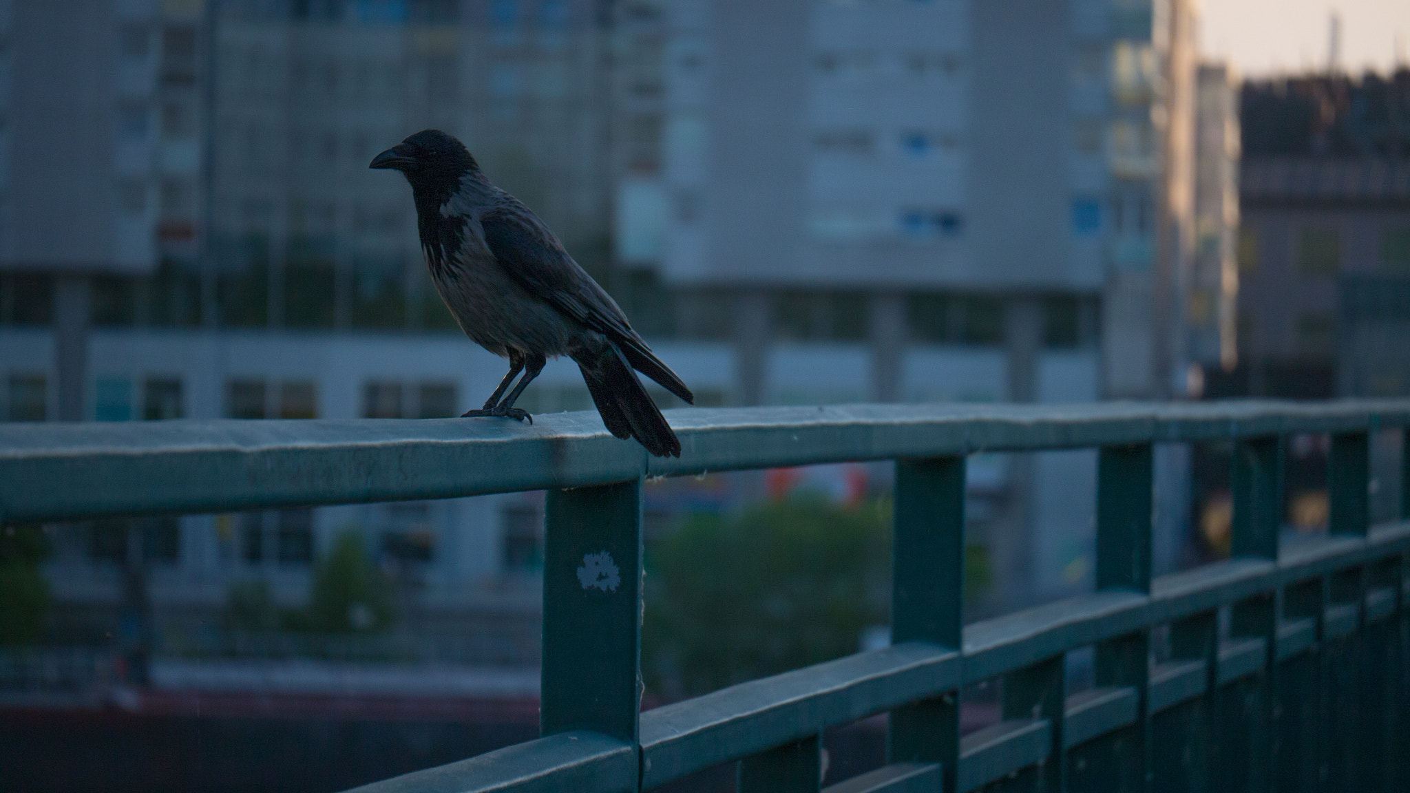 Panasonic Lumix DMC-GF6 sample photo. Thoughtful crow photography