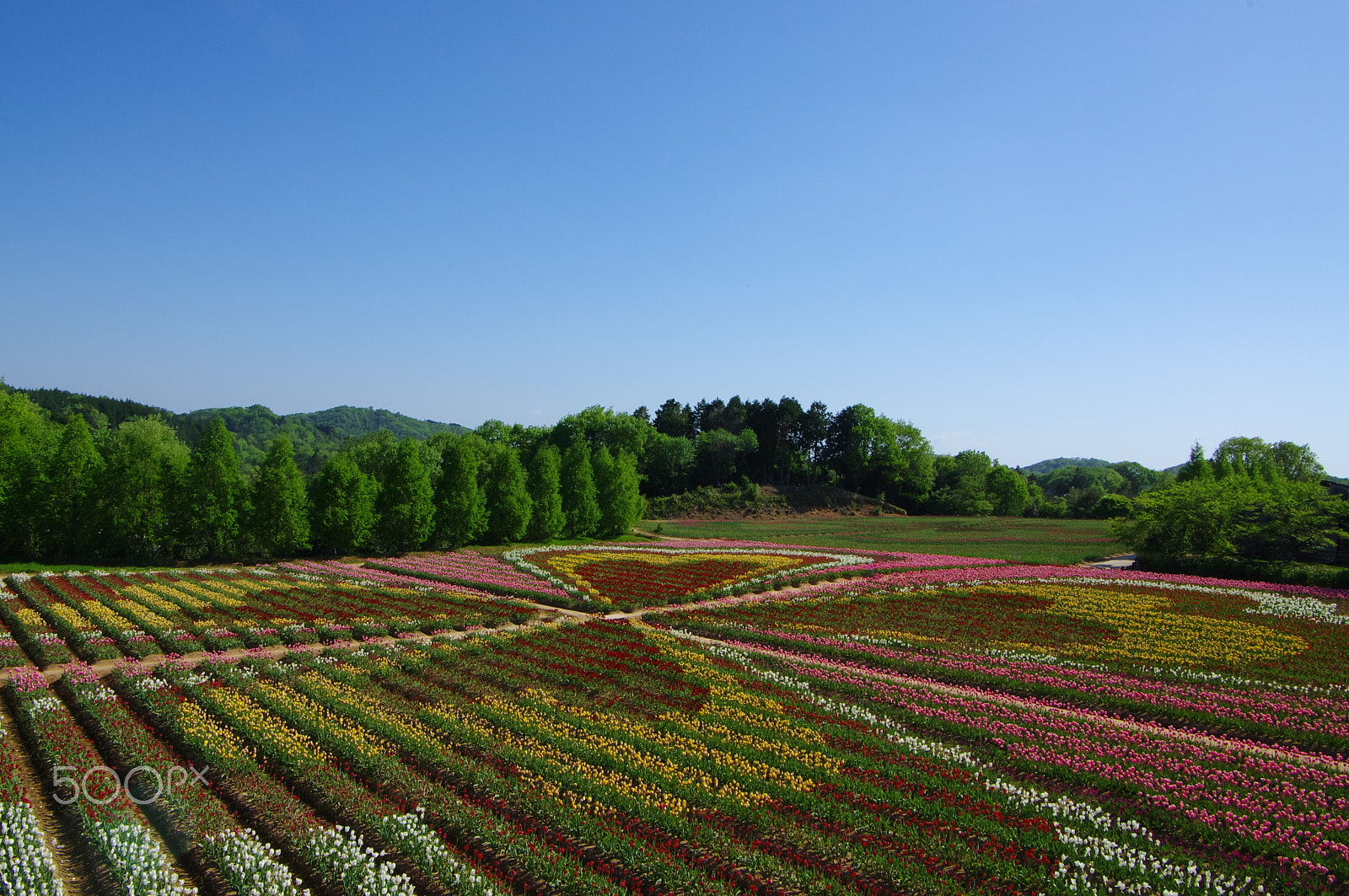 Pentax smc DA 16-45mm F4 ED AL sample photo. Flower painting photography