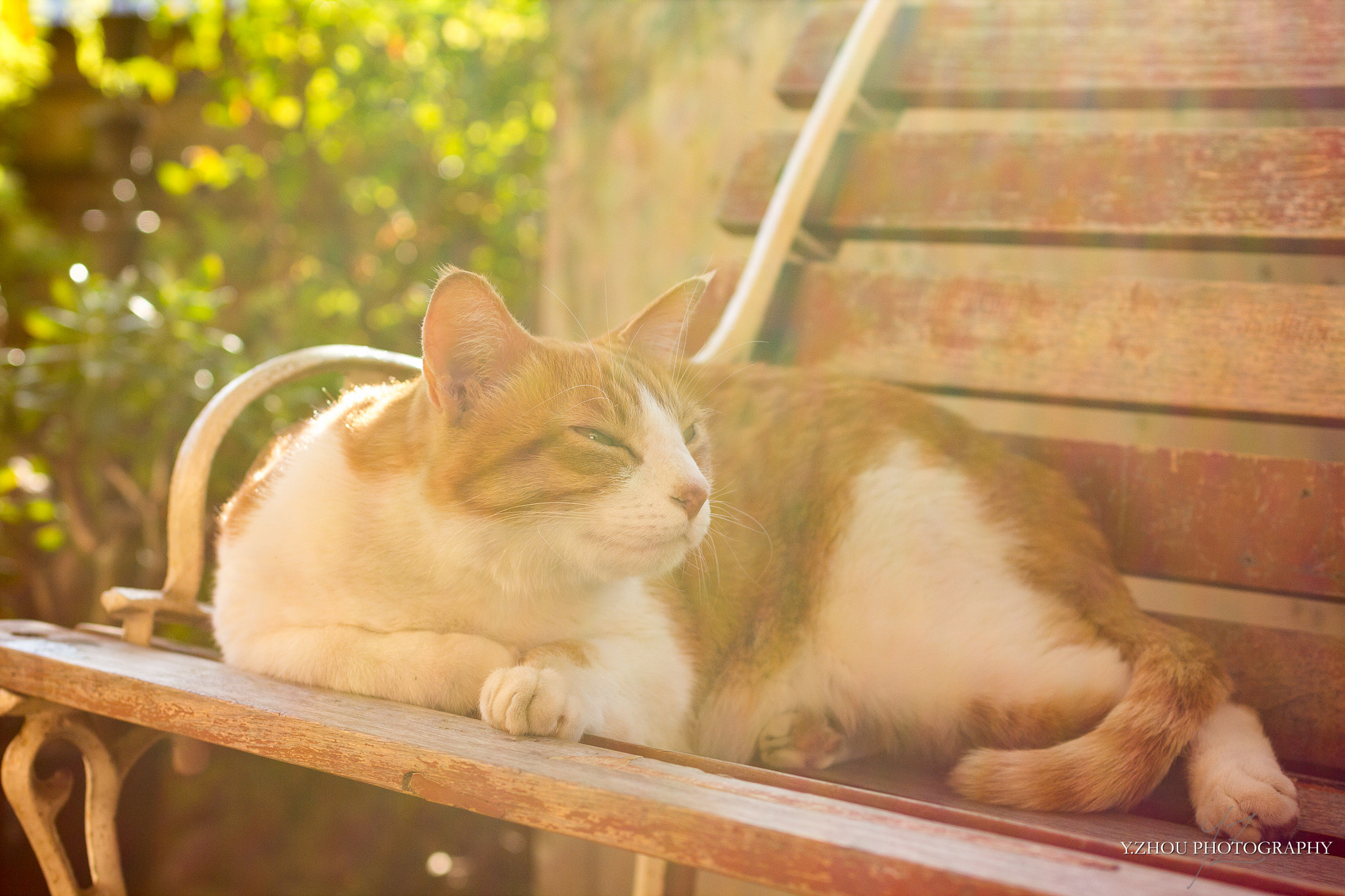 Canon EOS 60D + Sigma 50mm f/2.8 EX sample photo. Lazy afternoon photography