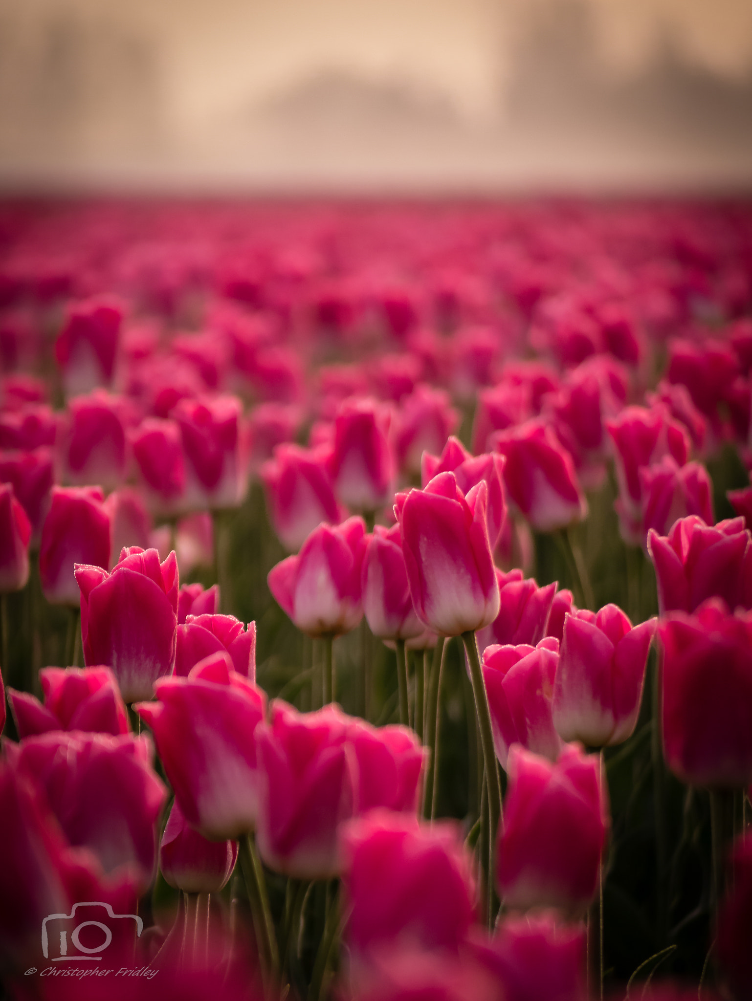 Panasonic Lumix G Vario 45-200mm F4-5.6 OIS sample photo. Fields of pink photography