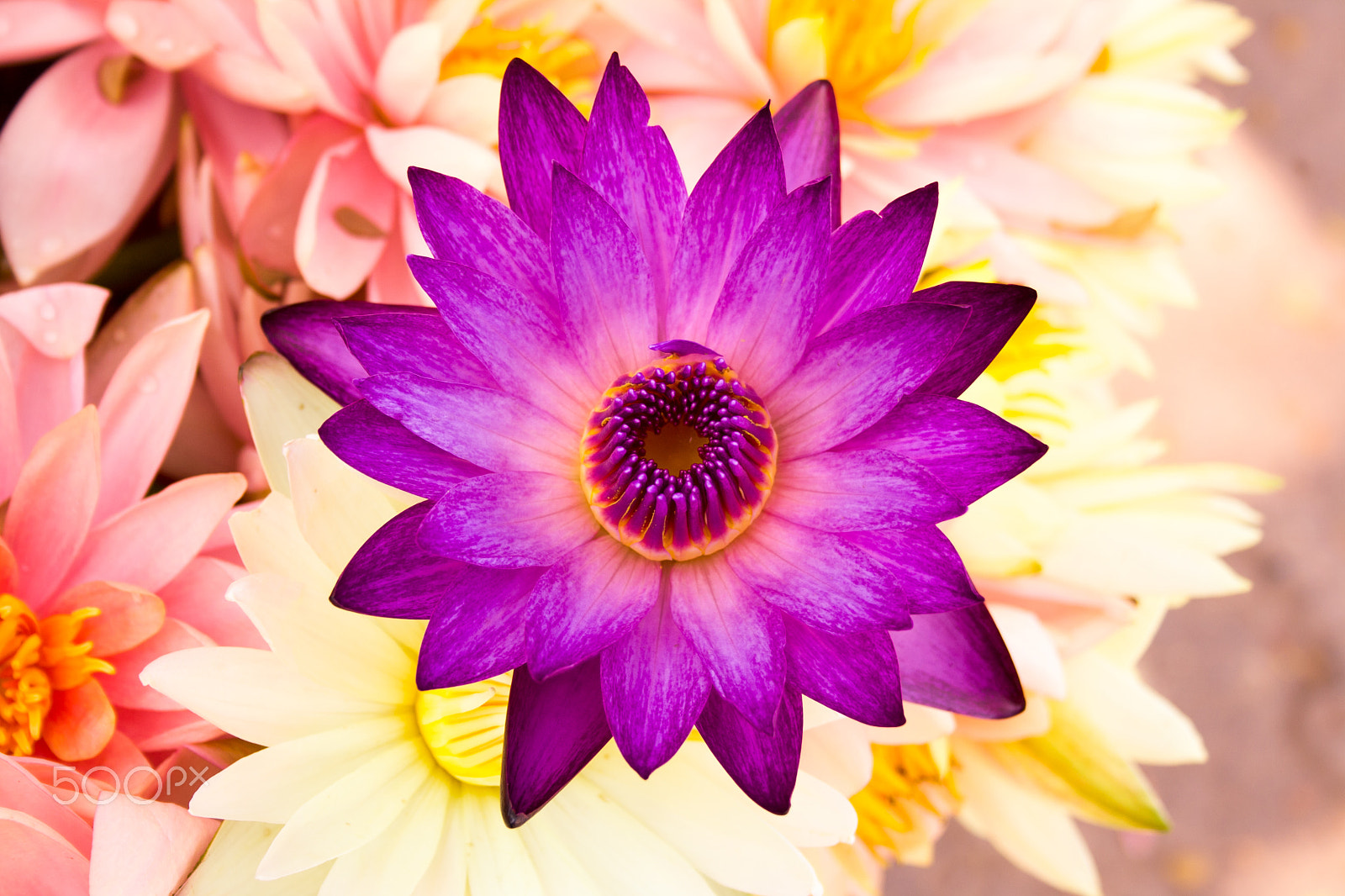 Canon EF-S 18-55mm f/3.5-5.6 USM sample photo. Lotus flower photography