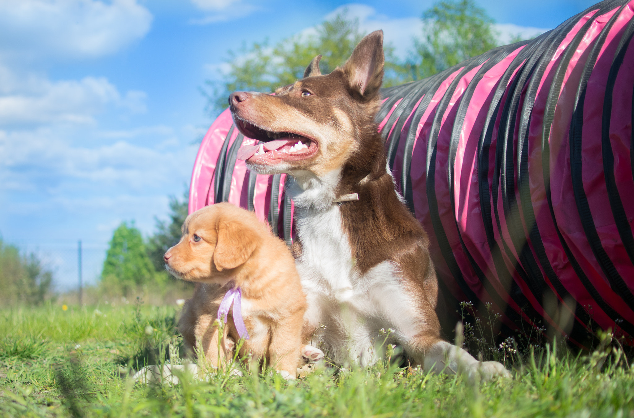 Nikon 1 Nikkor 18.5mm F1.8 sample photo. Toller puppy and rayo photography