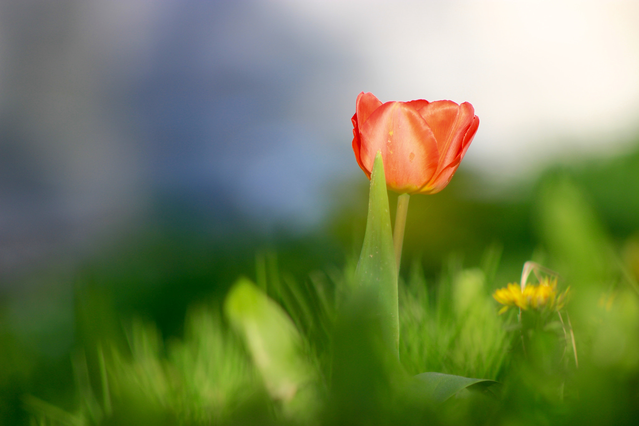 Canon EF75-300mm f/4-5.6 sample photo. Tulip in the sunset. photography